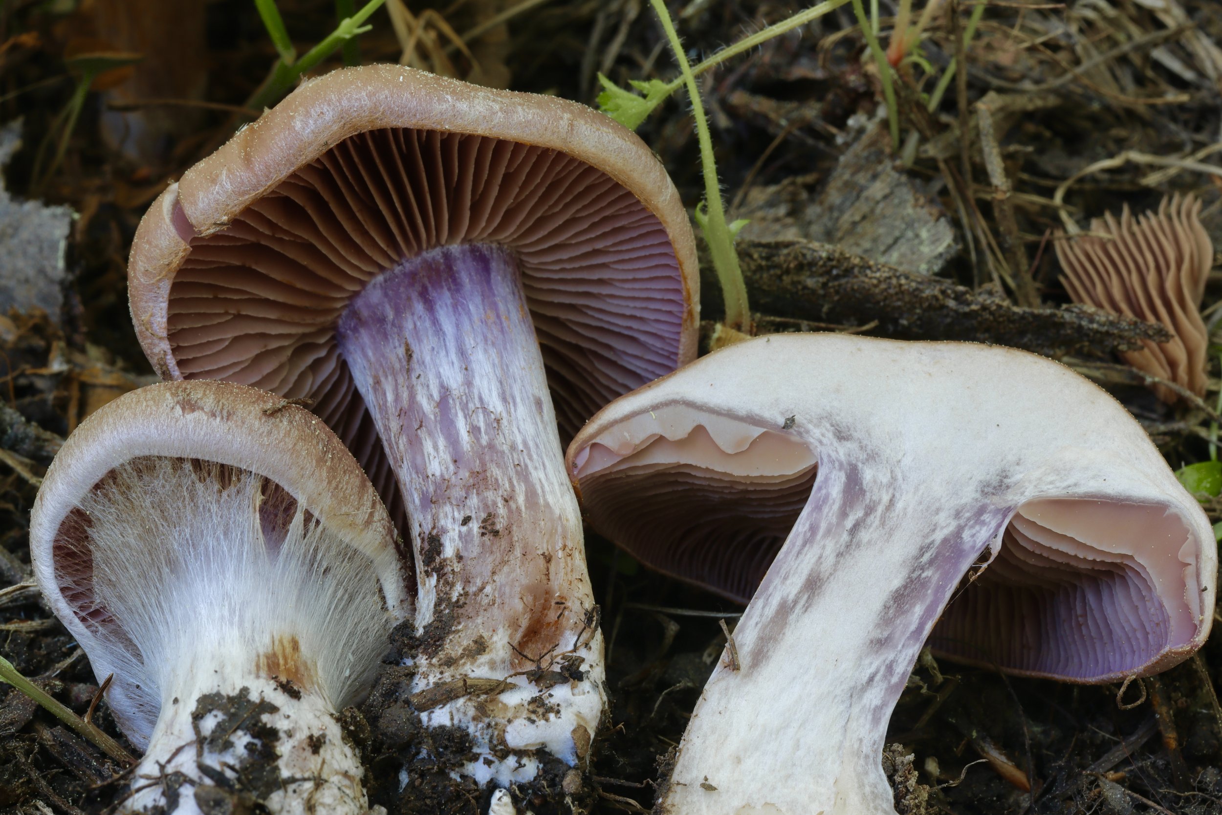 Cortinarius sp.