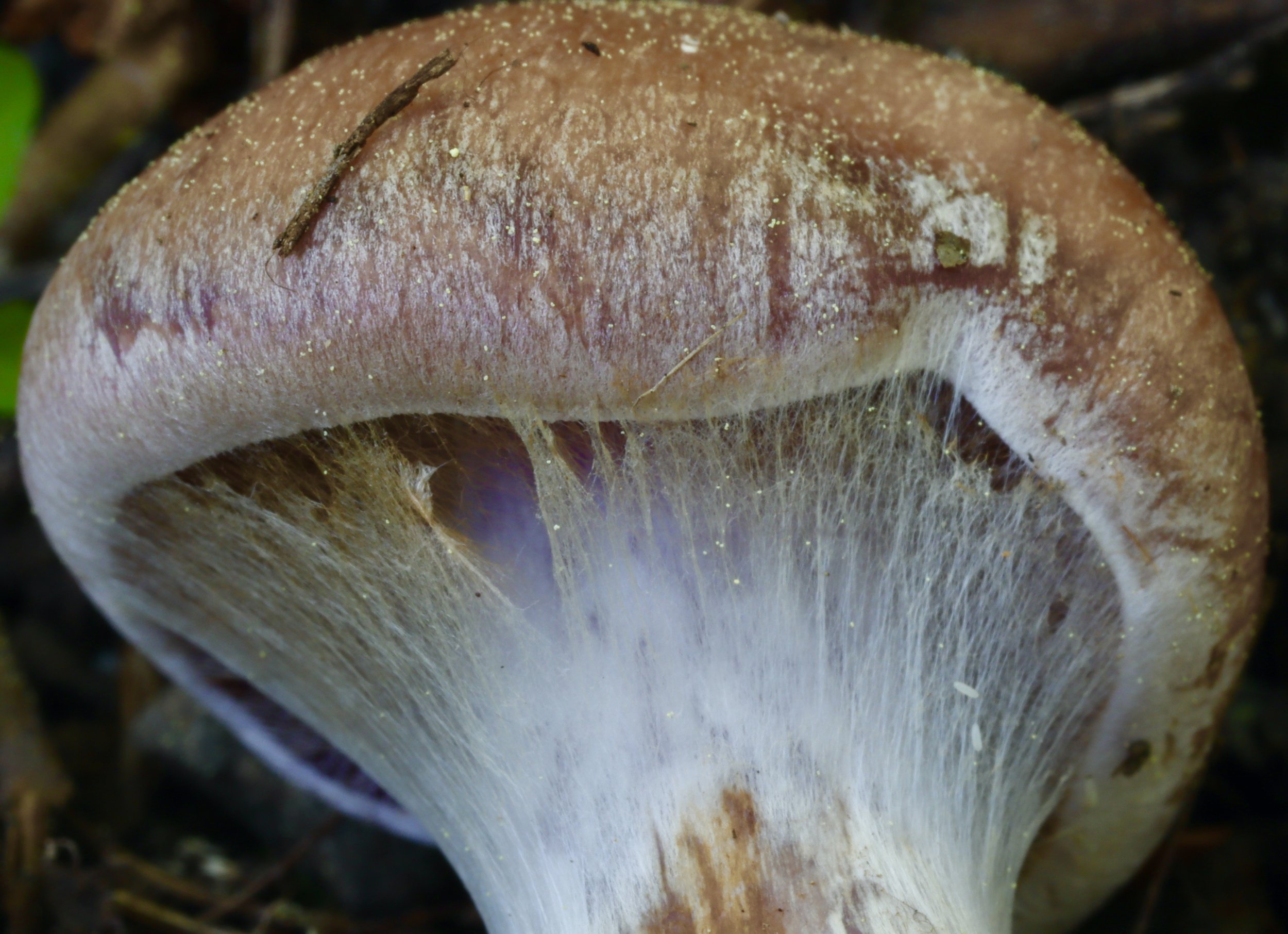 Cortinarius sp.