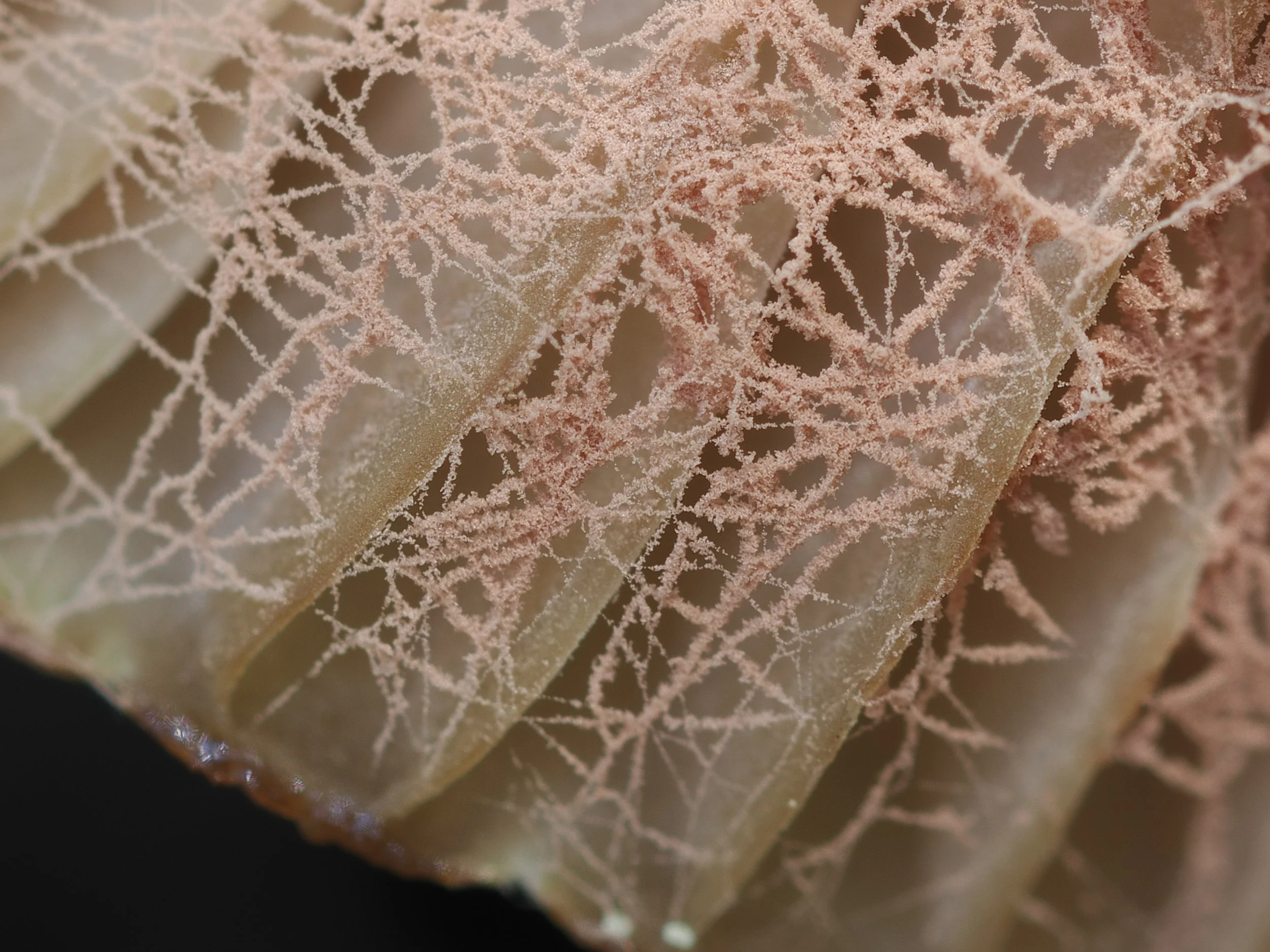 Every fungus carries a story 