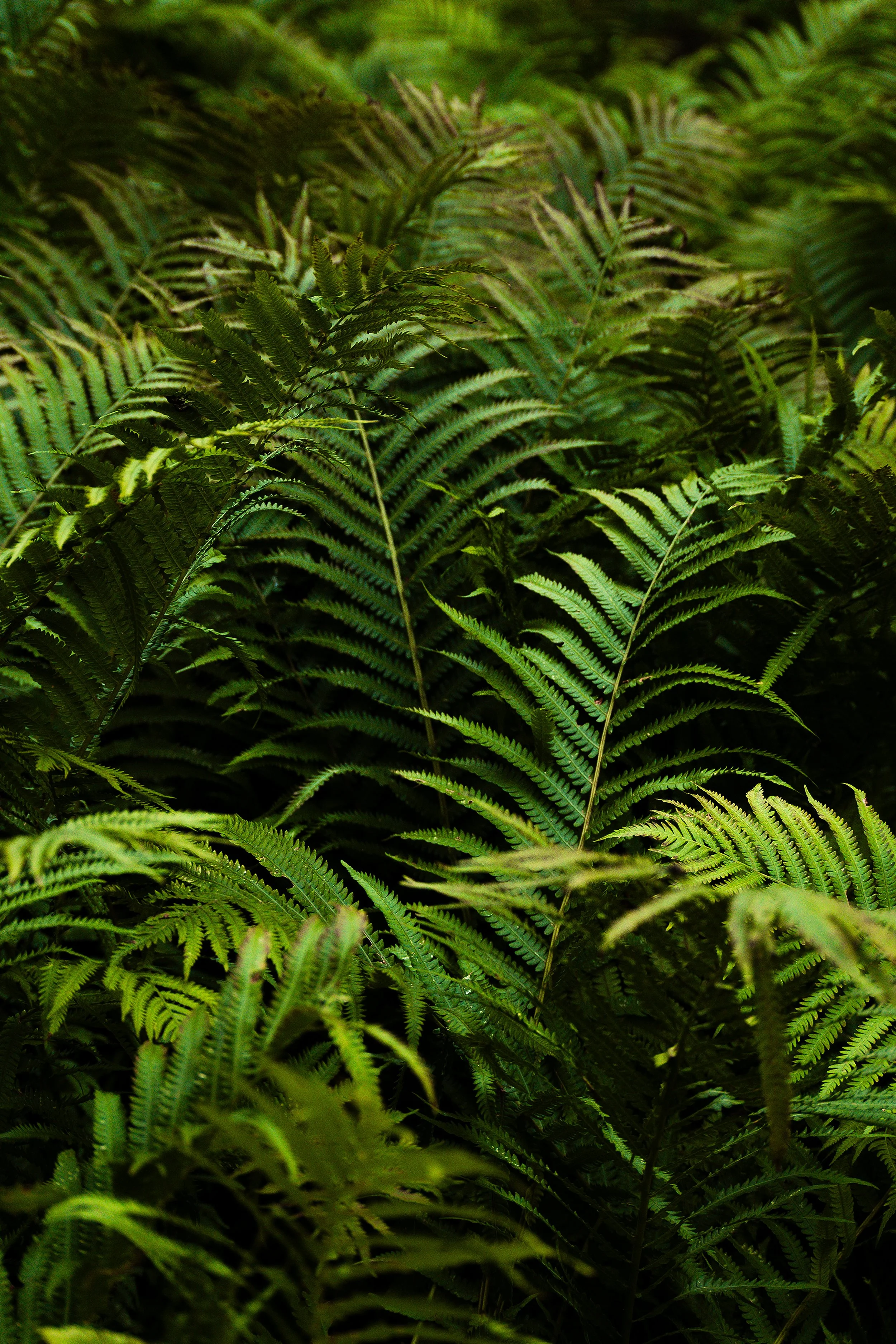 Textured Greens