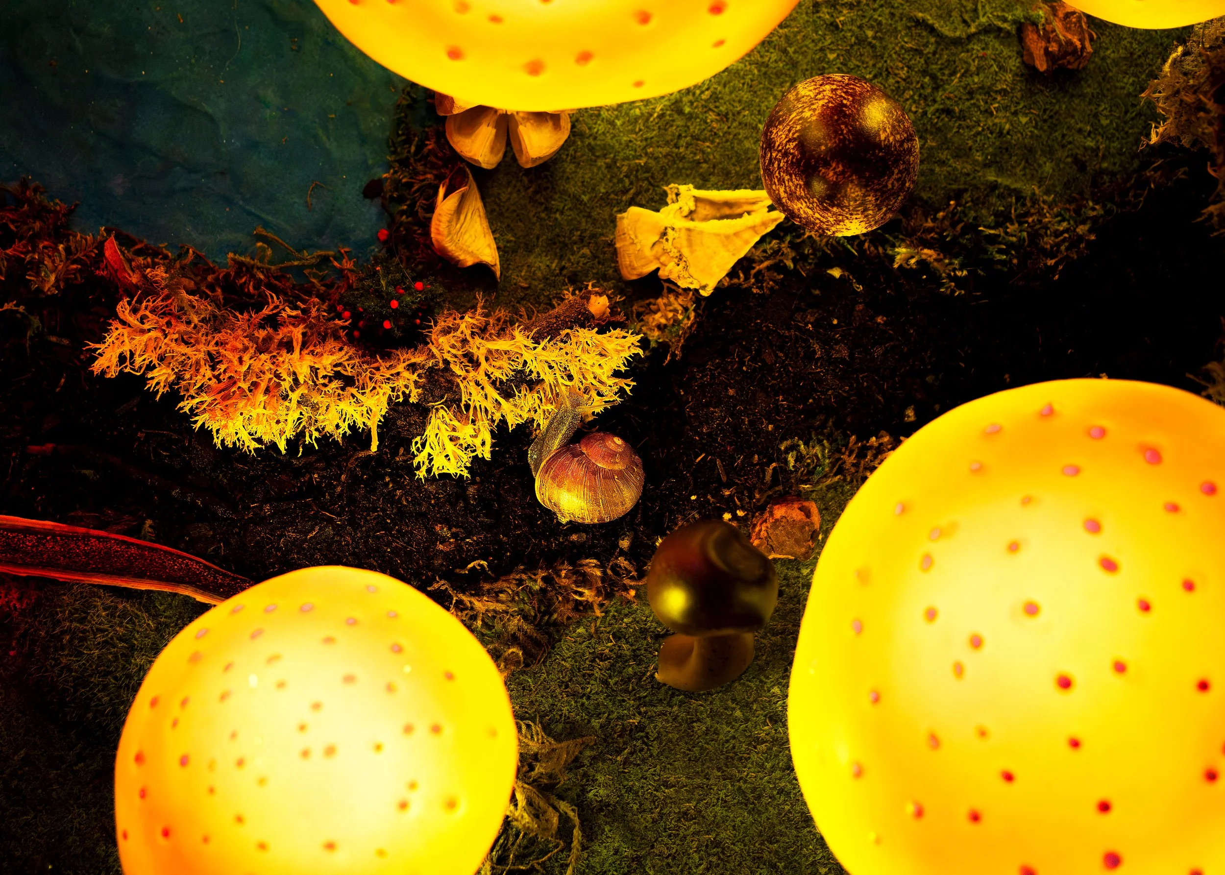 Mushroom Forest