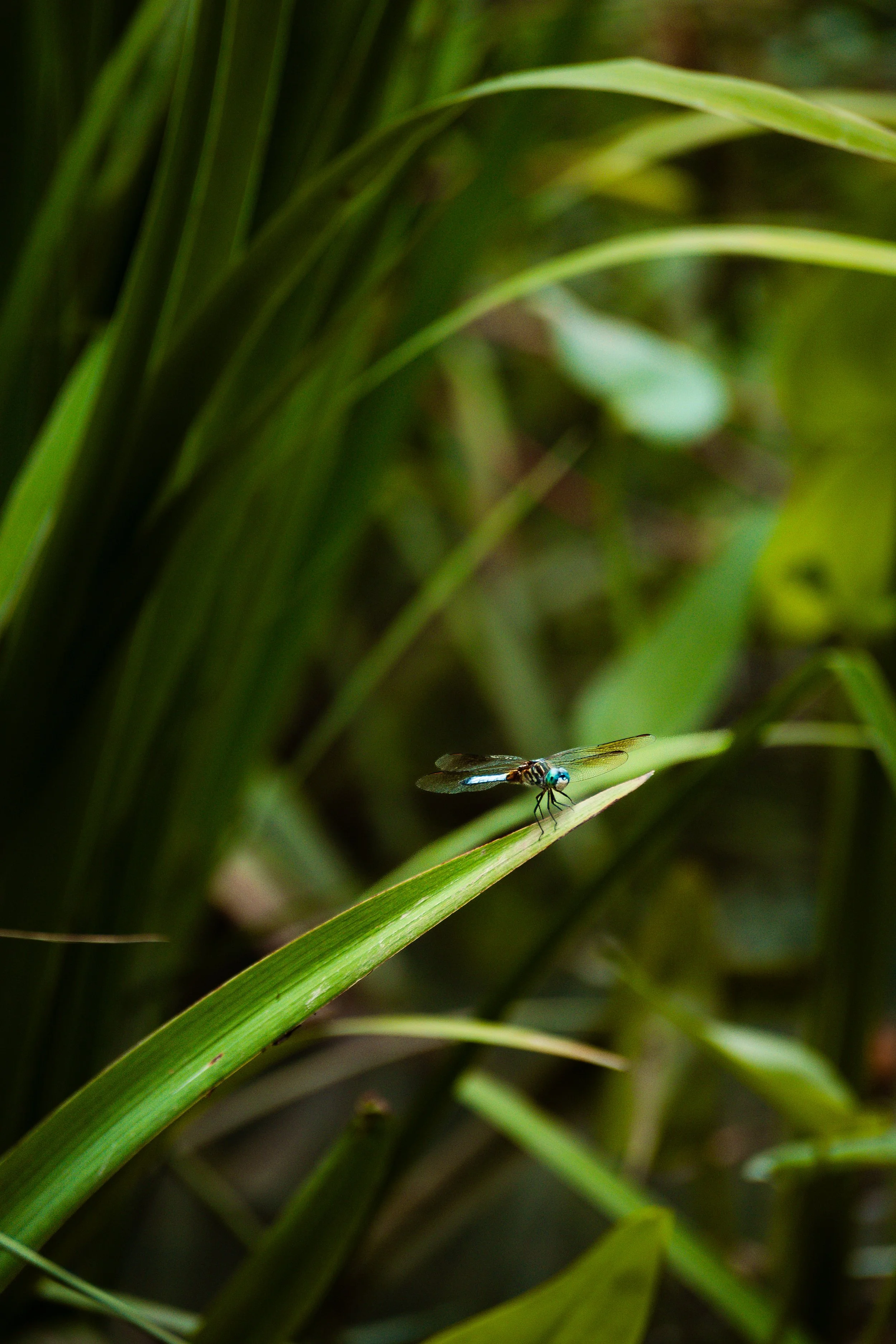 Edge Of The Leaf