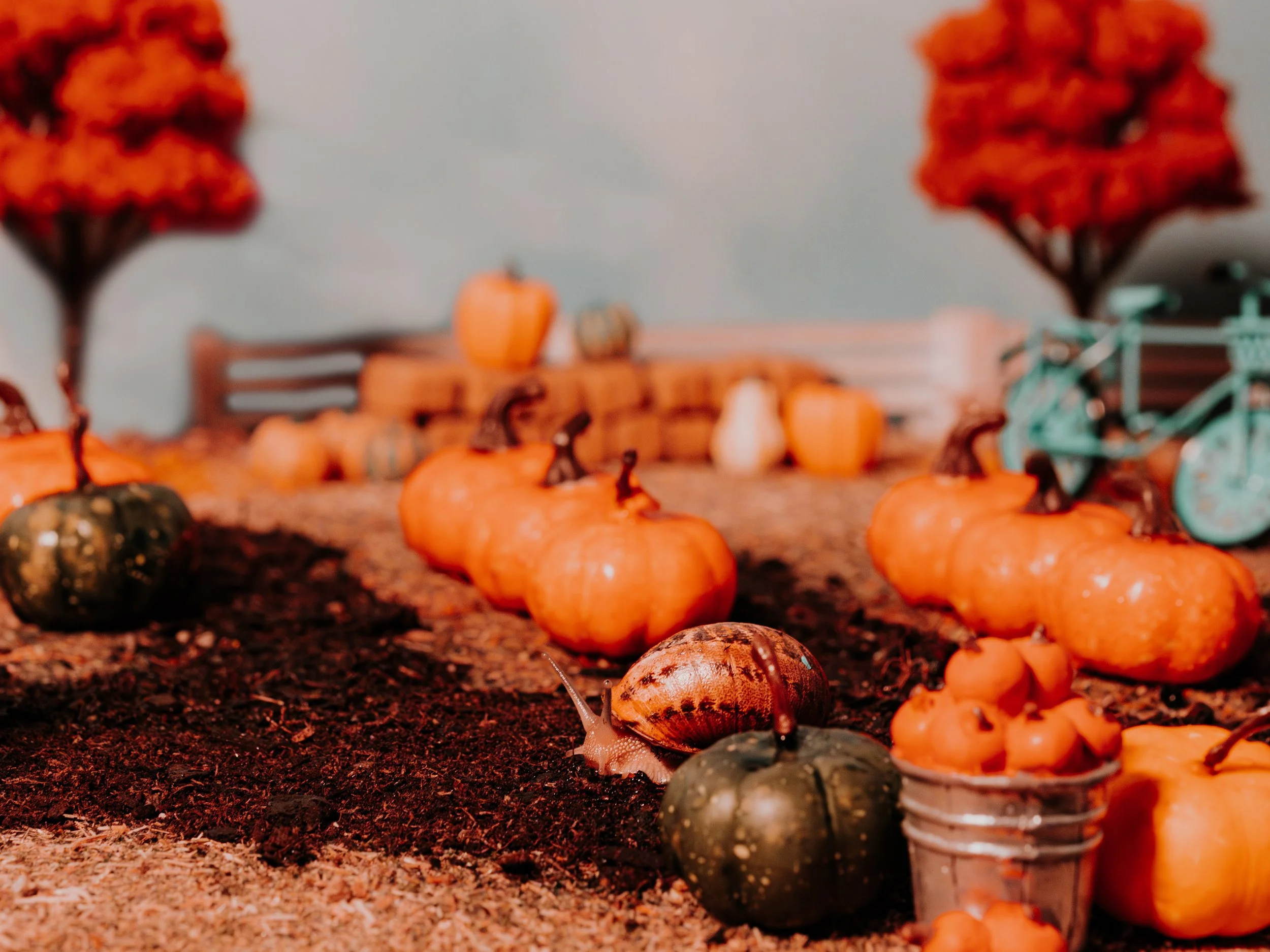 Snail Pumpkin Patch