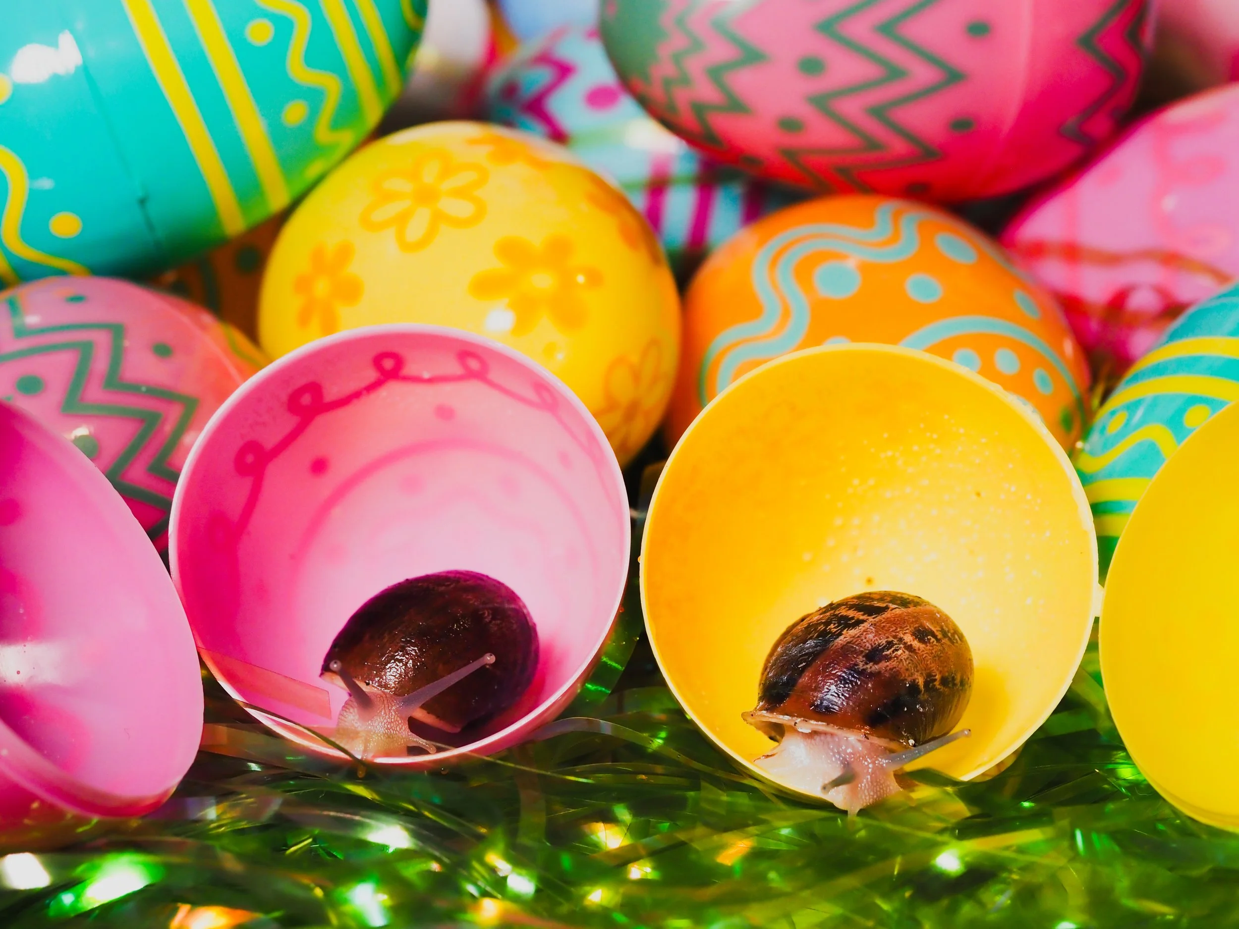Snail Easter