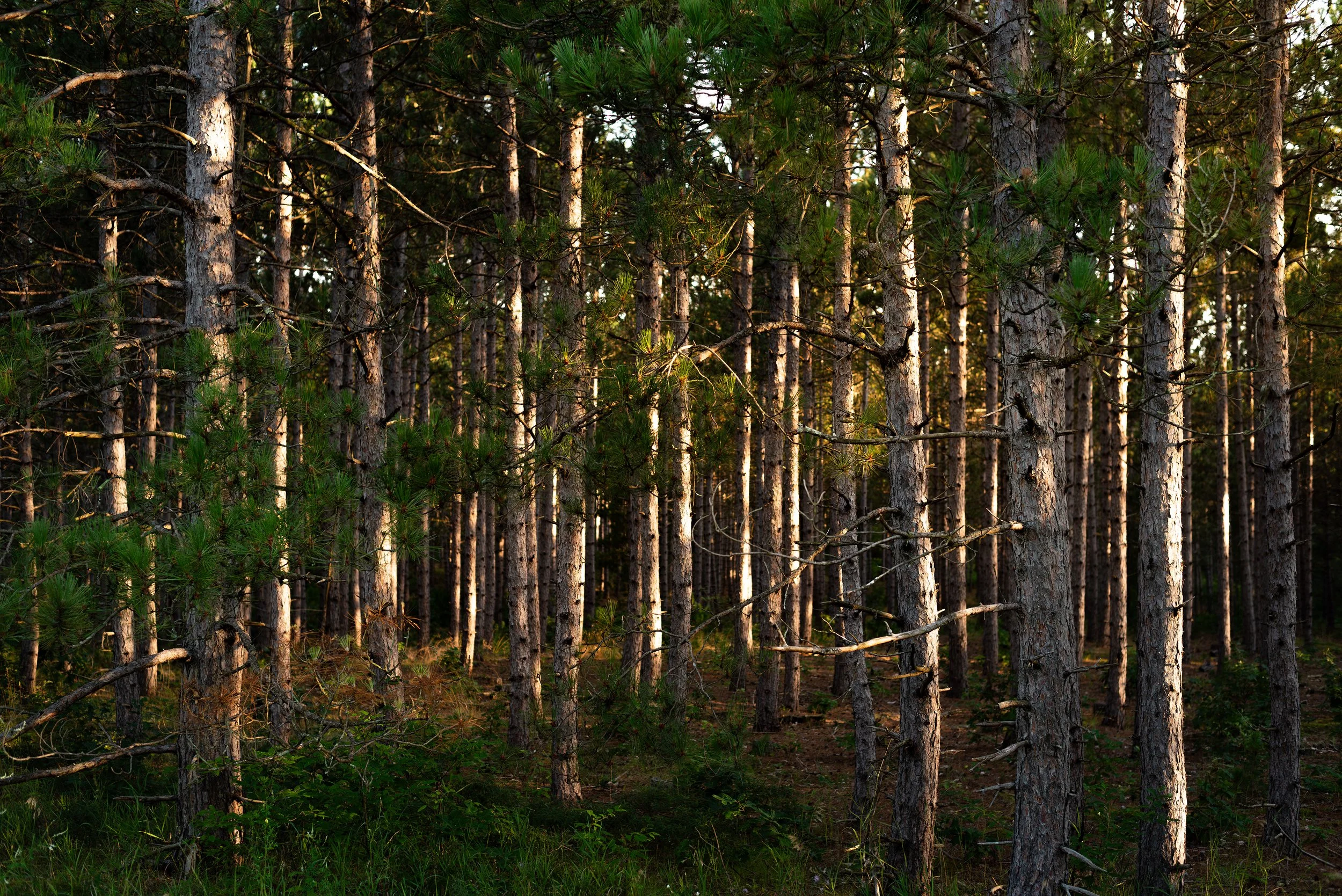 Michigan Tree Line