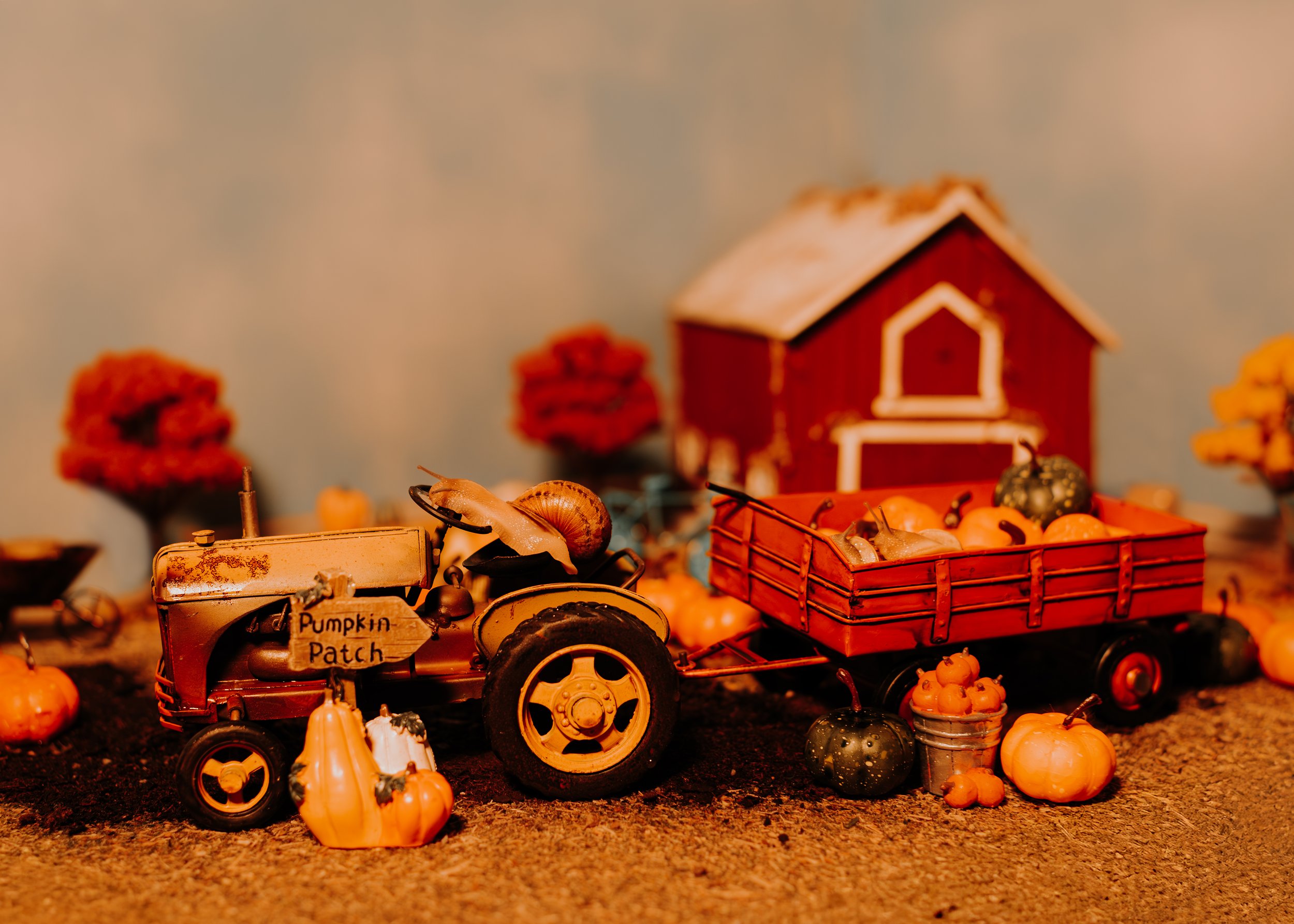 Pumpkin Patch