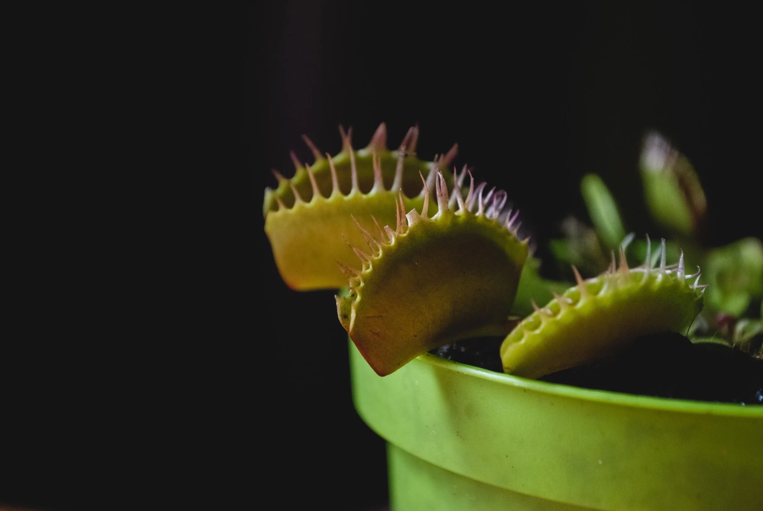 Don’t Get Caught in a Venus Flytrap