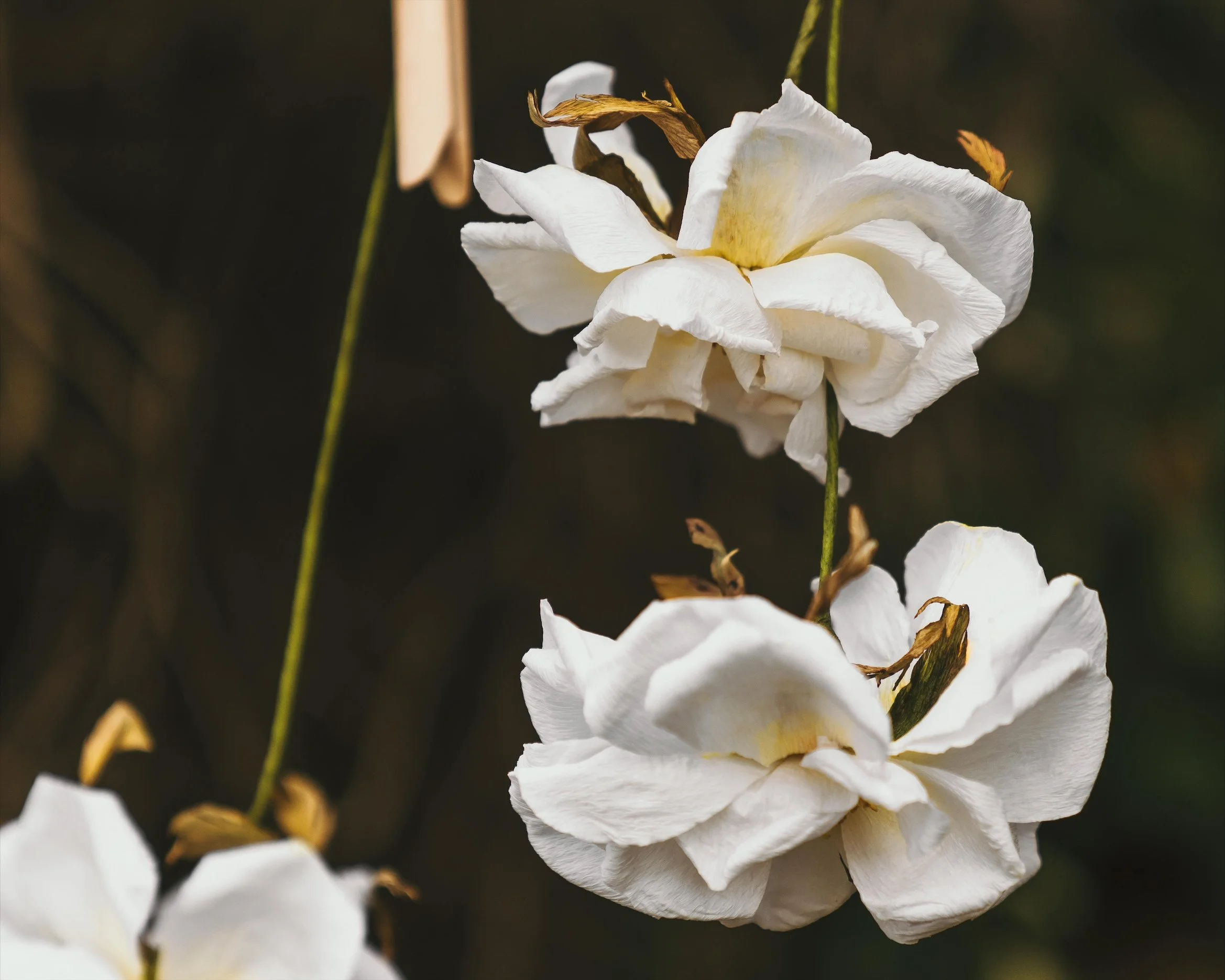 Paper Rose Workshop
