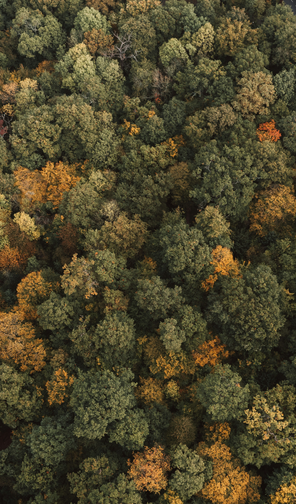 Aerial view of a dense forest with trees in various shades of green, yellow, and orange, indicating fall foliage.