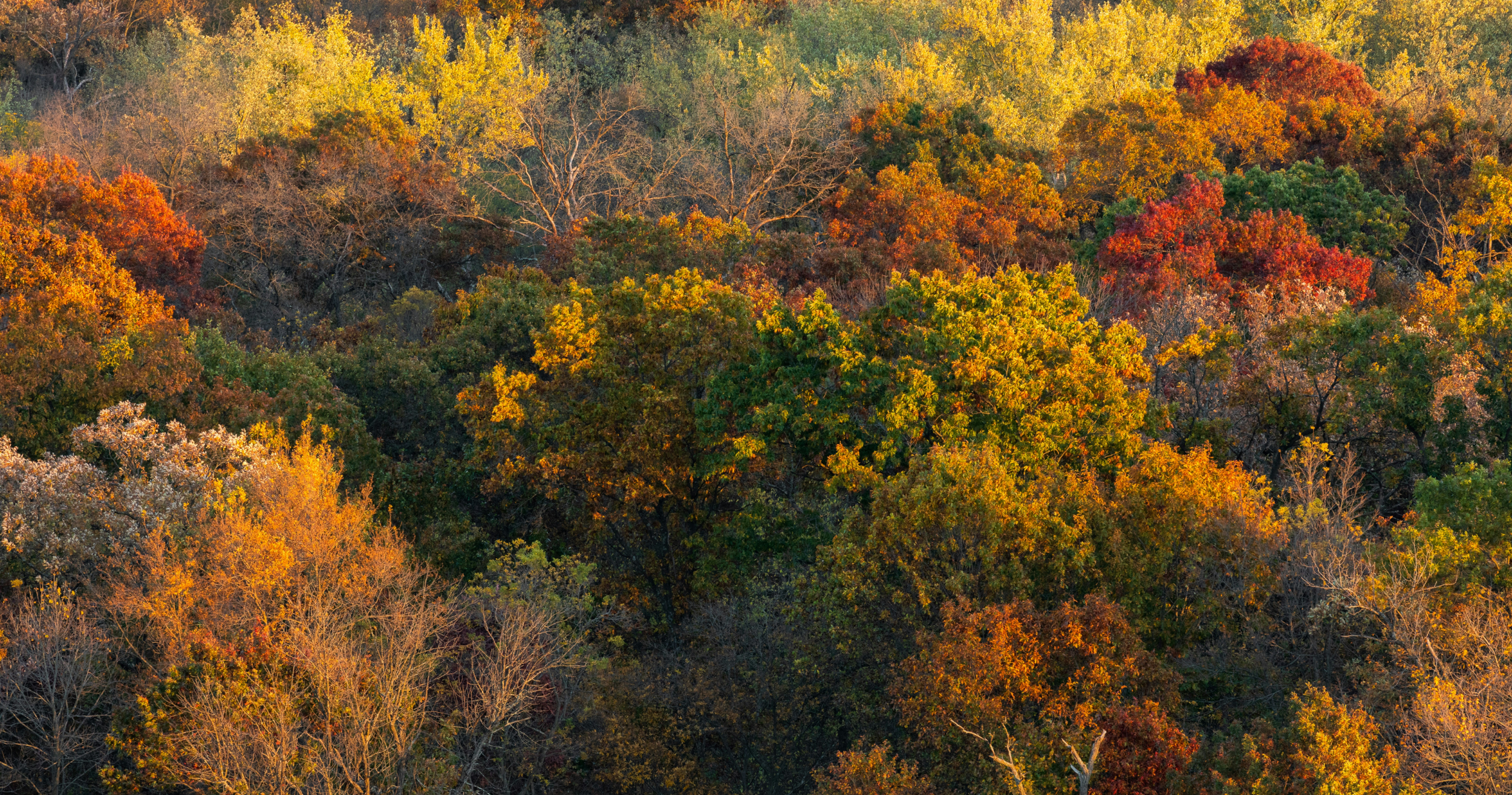 A colorful autumn forest with trees displaying vibrant fall foliage in shades of yellow, orange, red, and green.
