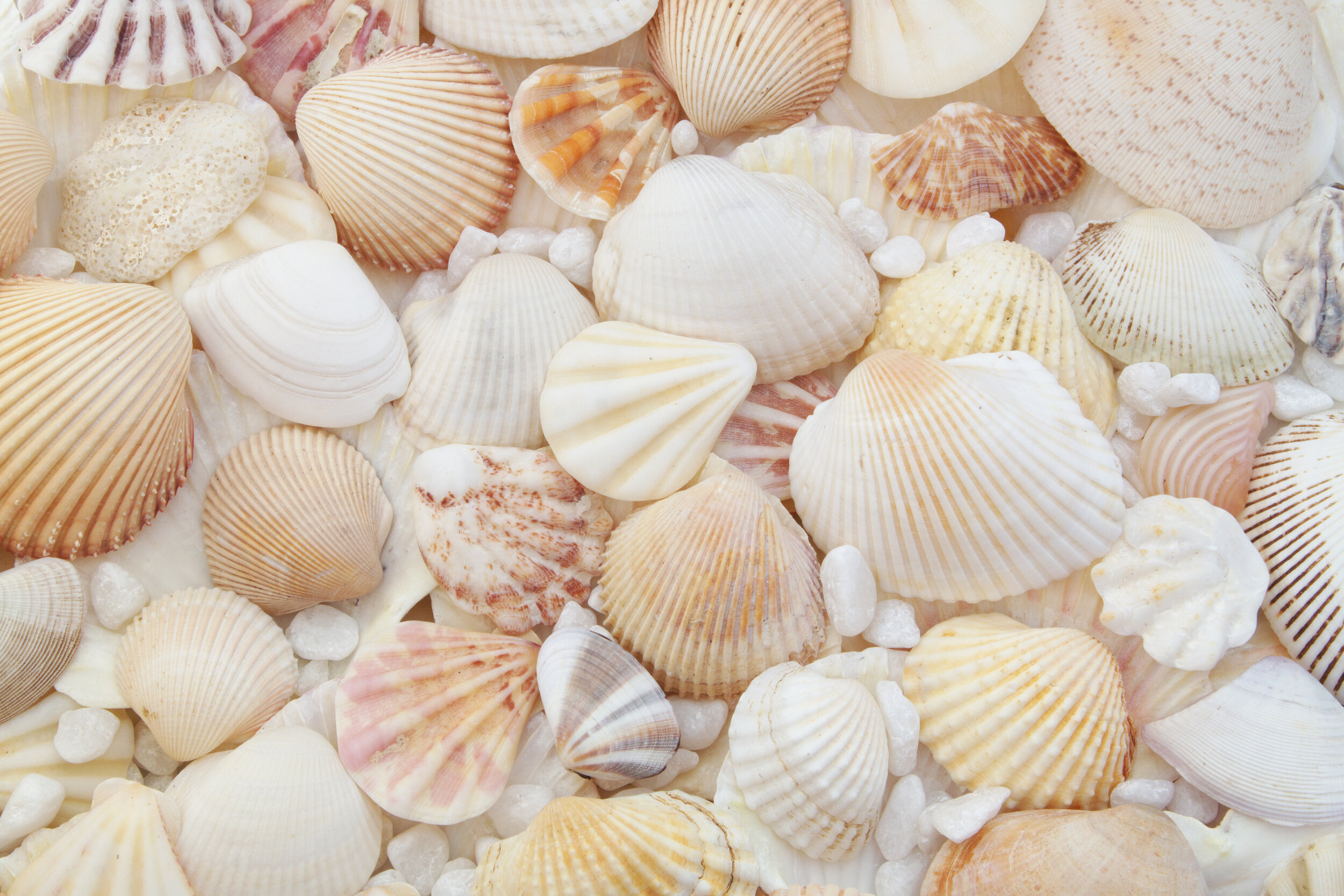 Seashells.jpg