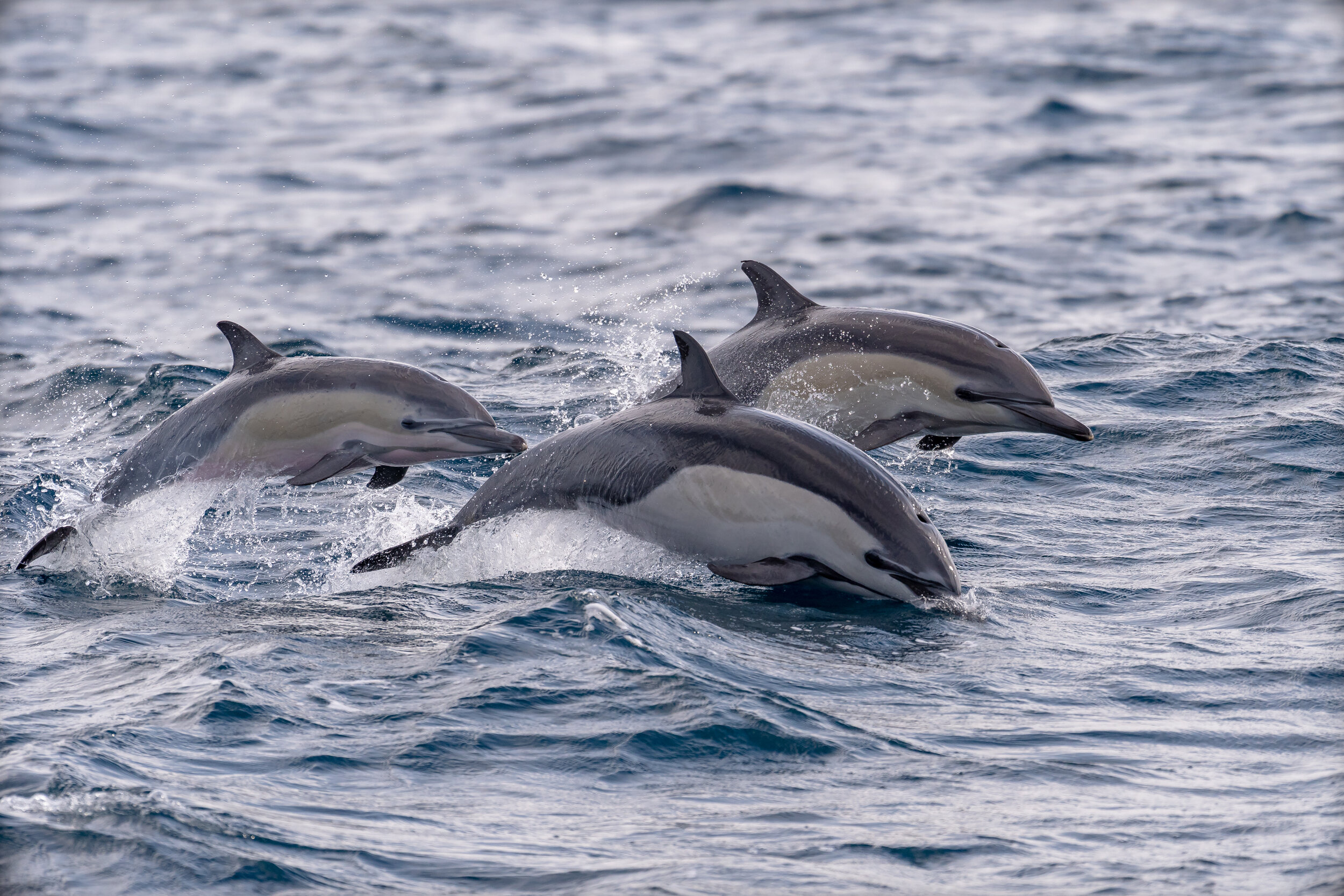 Dolphins.jpg
