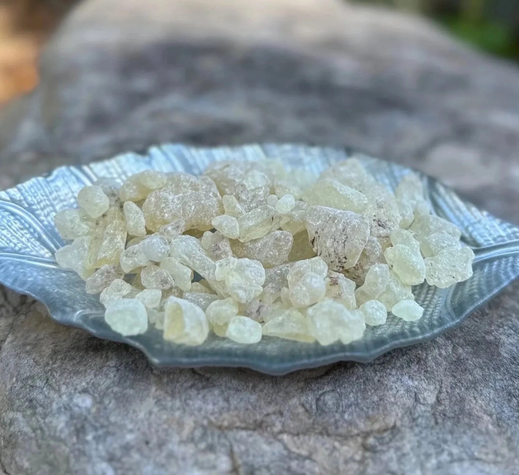 copal%252B7.jpg