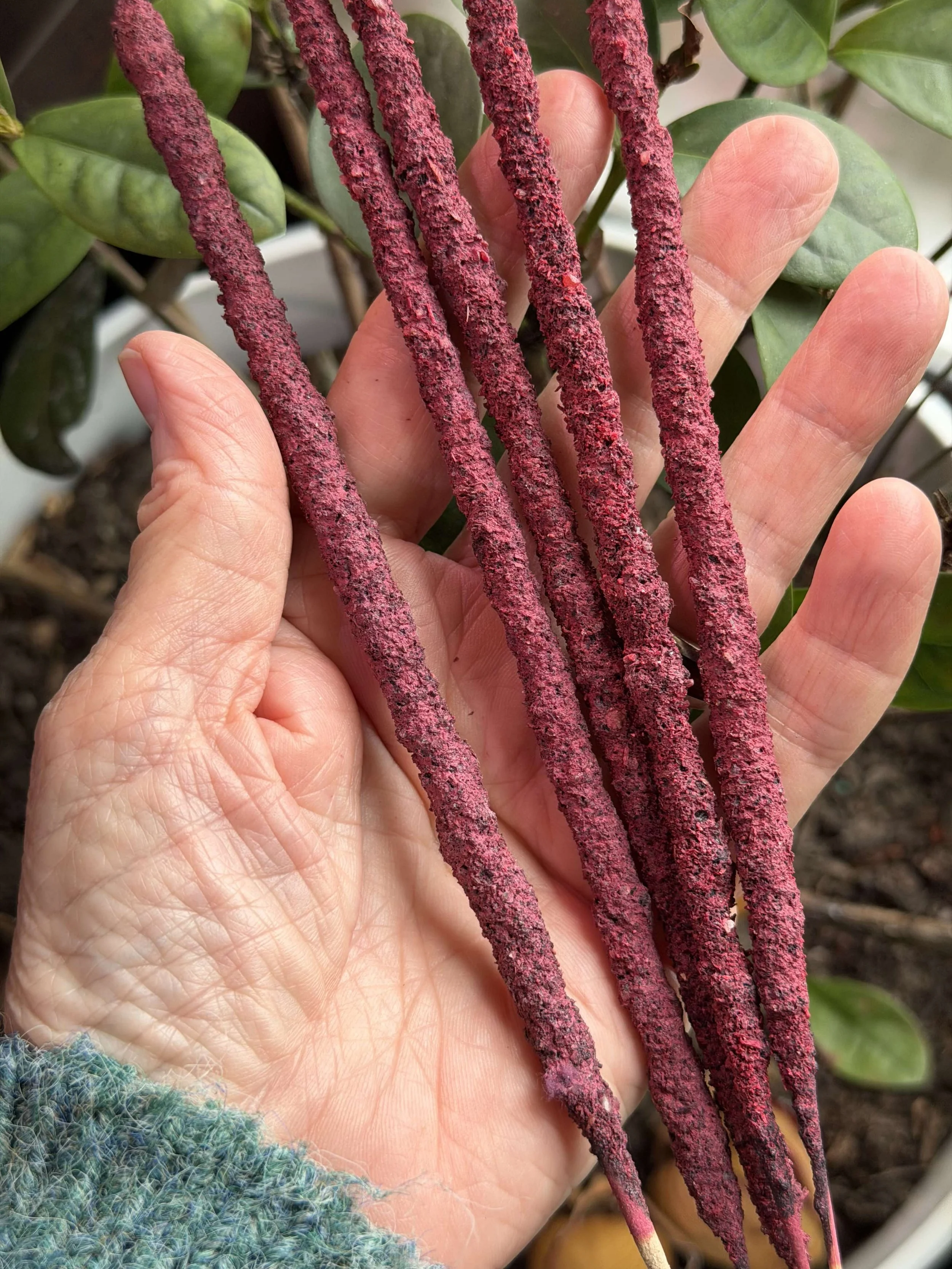 Artisan Dragons Blood Incense Sticks 11"