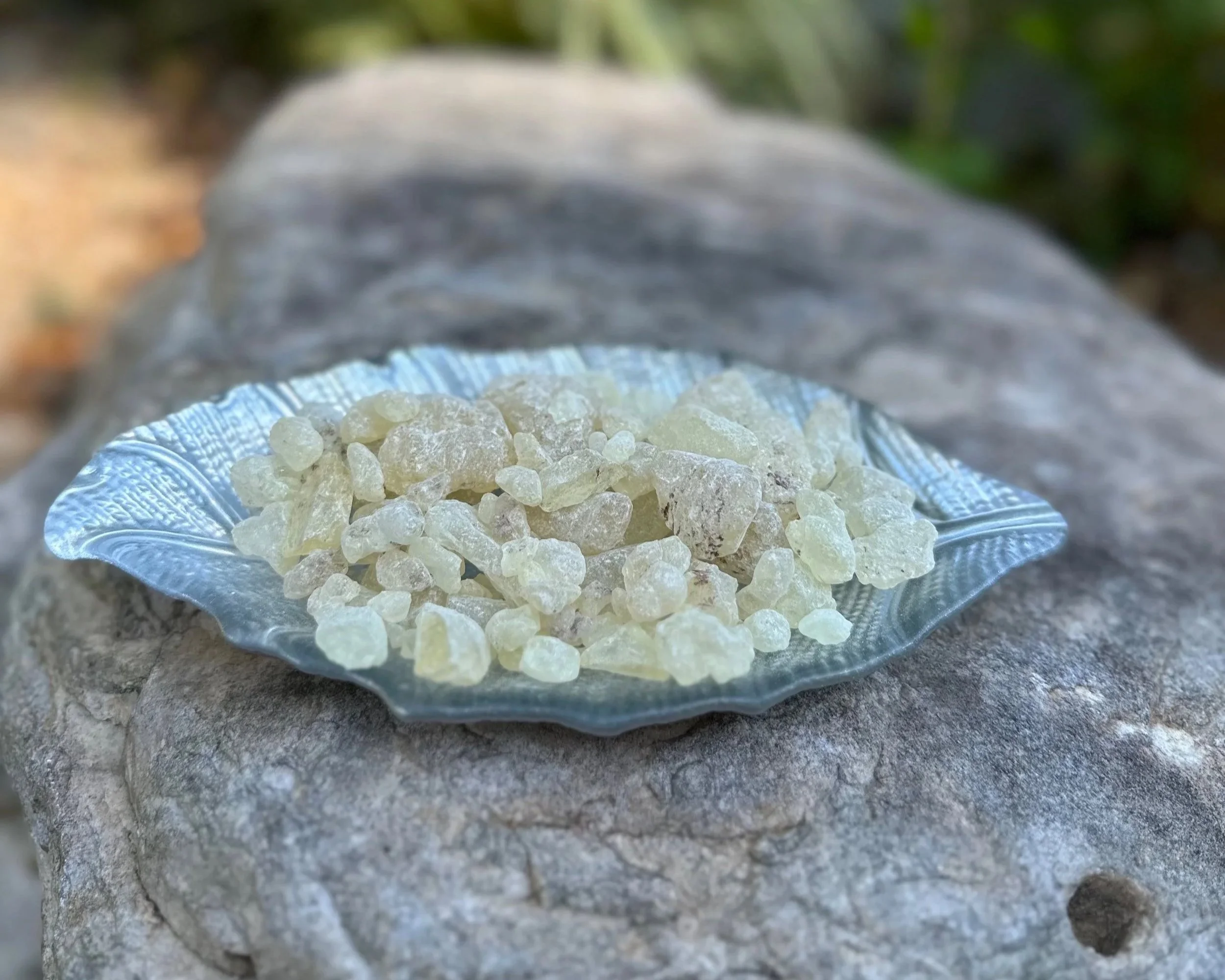 copal%2B7.jpg