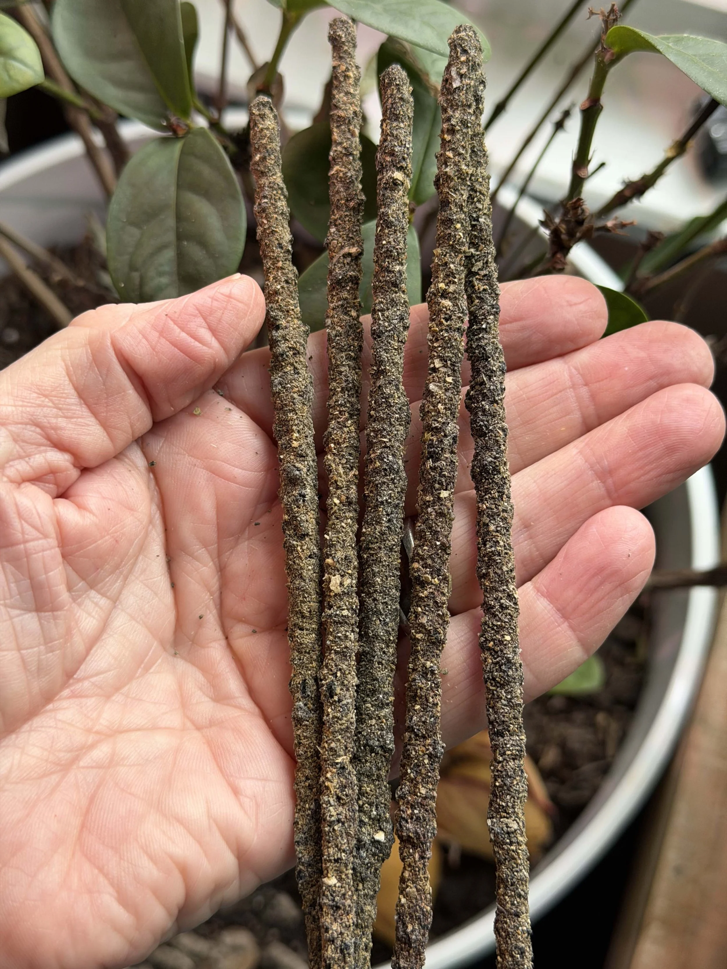 Artisan California White Sage Incense Sticks 11"