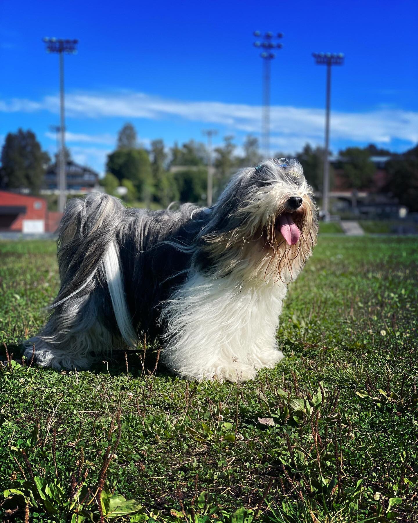 Show dog on sunday, playful beast in the sun the day after ❤️ Brage ❤️

.
.
.
.
.
.
.
.

#dogphotographer #dogphoto
#tibetanterrier #tibetanterriersofinstagram #tibetanterrierlove #tibetanterriersofinsta
#tibetanskterrier #tibetanskterriernorge #tibe