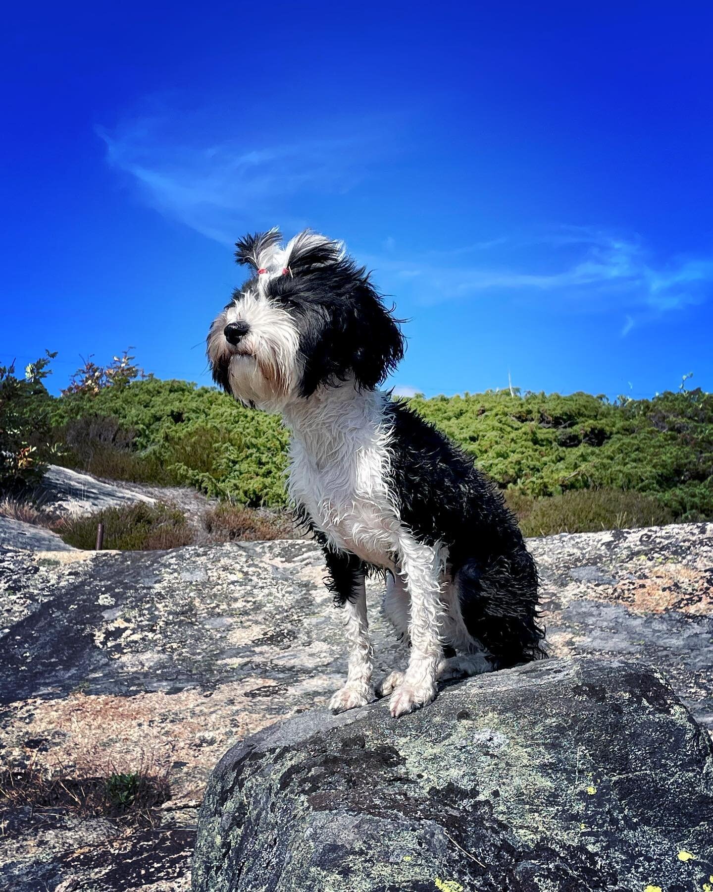 Dahlia is enjoying summer at our cabin in #str&ouml;mstad , here after a little swim in the ocean ❤️
Hope you all have a nice summer ☀️

.
.
.
.
.
.
.
.
.
.

#dogphotographer #dogphoto
#tibetanterrier #tibetanterriersofinstagram #tibetanterrierlove #