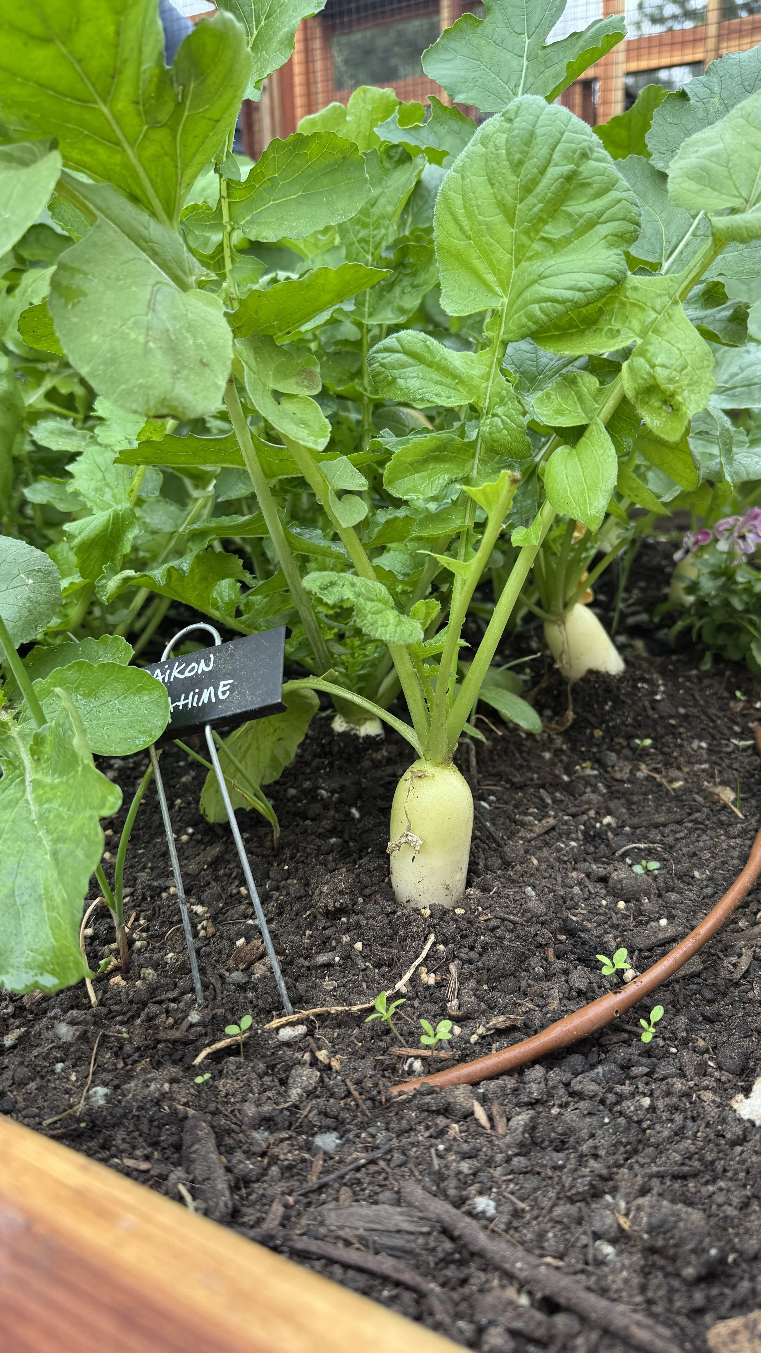 shirahime daikon growing in organic garden