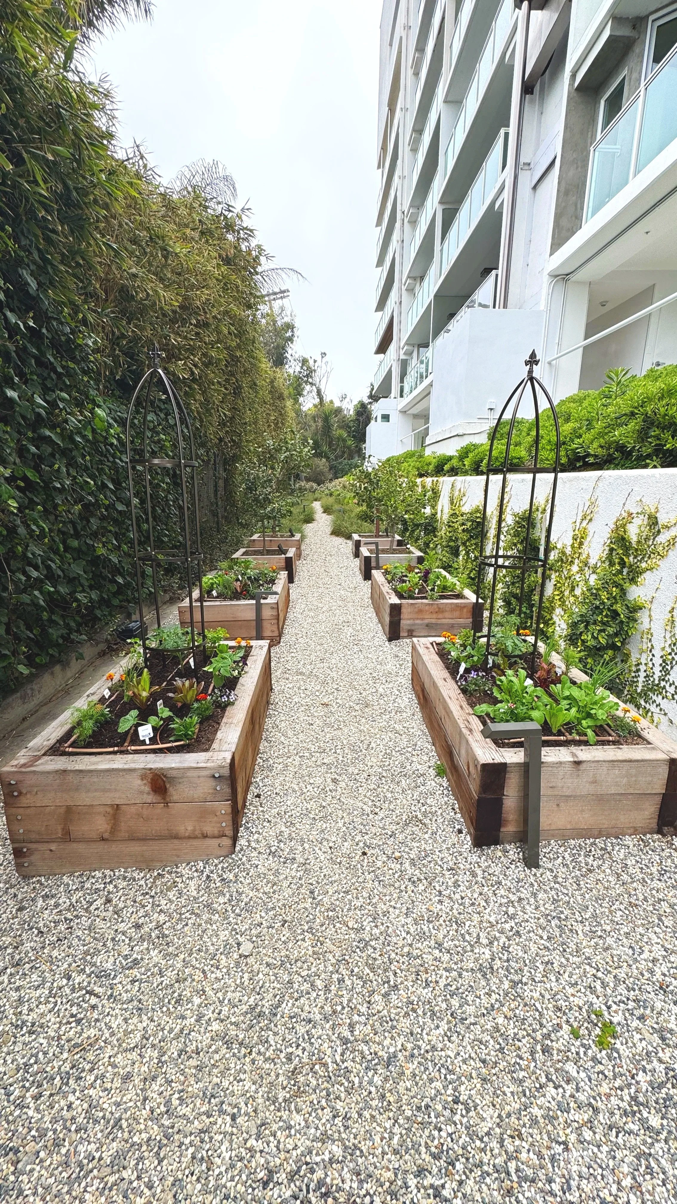 community raised bed vegetable garden by santa monica beach