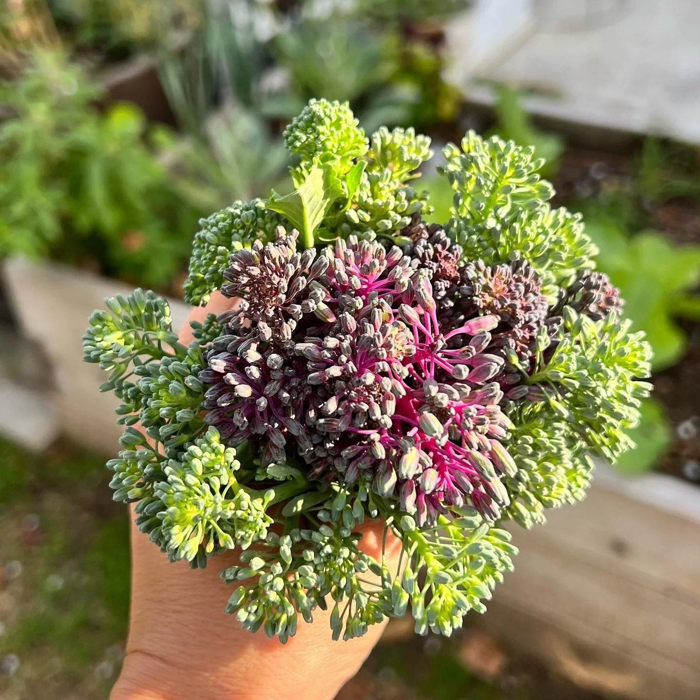 Happy Valentine! π A bouquet that makes me smile π 
Have you planned your Spring garden yet? If you don’t know where to start, we can help! Schedule an appointment today for a free garden discovery call βοΈ blissfulgrowing.com
.
.
.
#gardenin