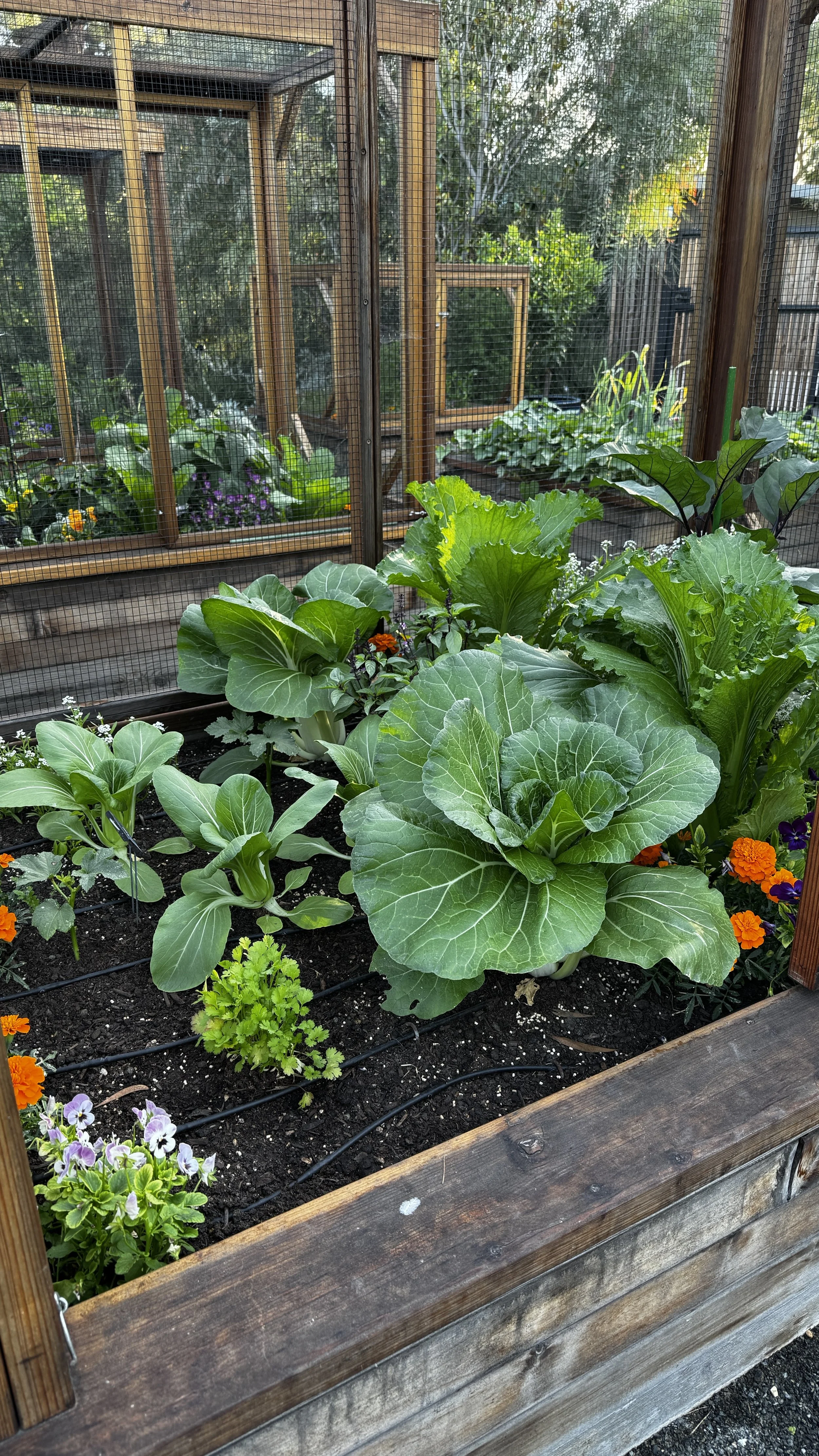 healthy organic vegetable growing in los angeles kitchen garden