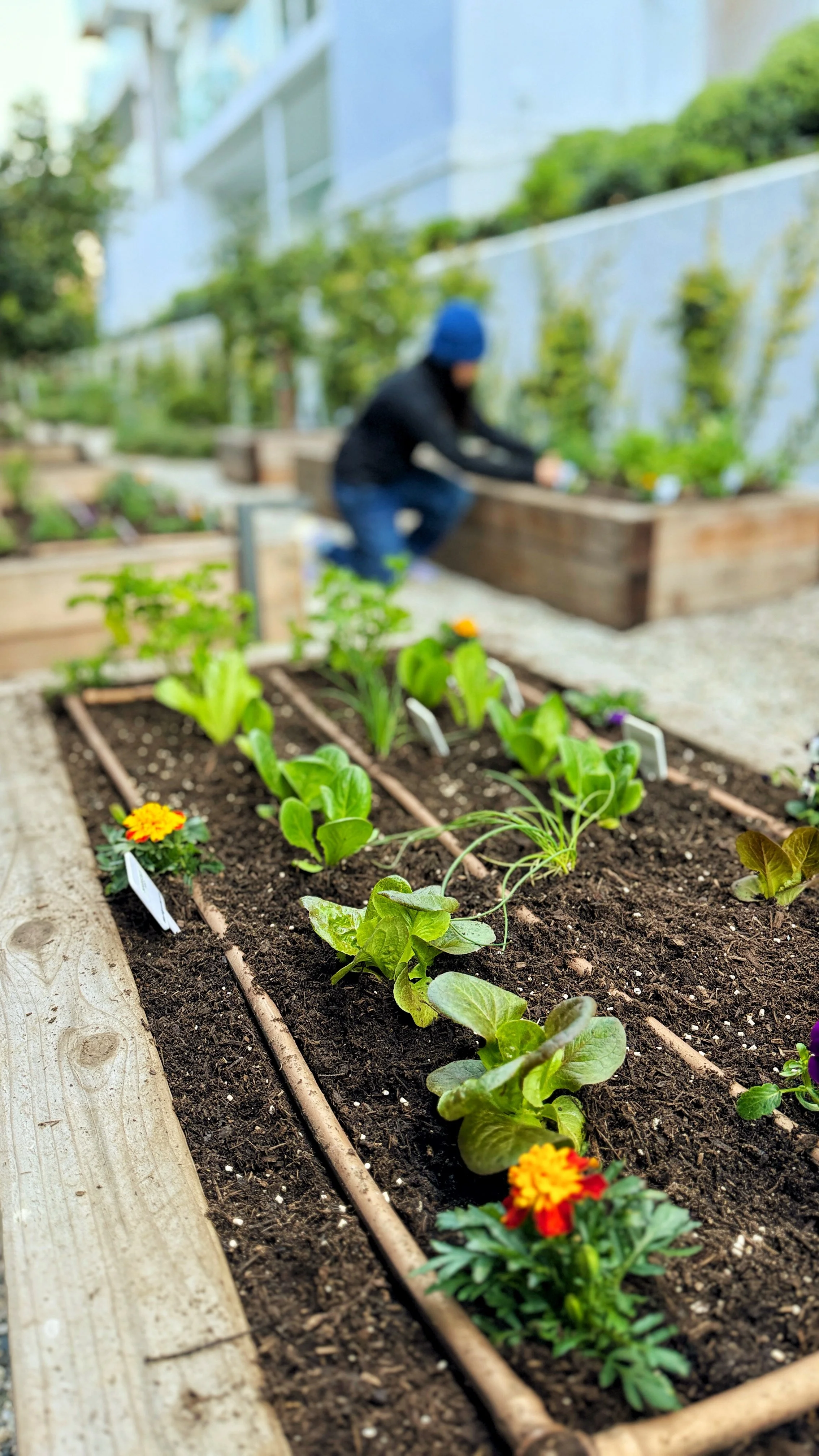 organic lettuce garden bed with kat working in the background