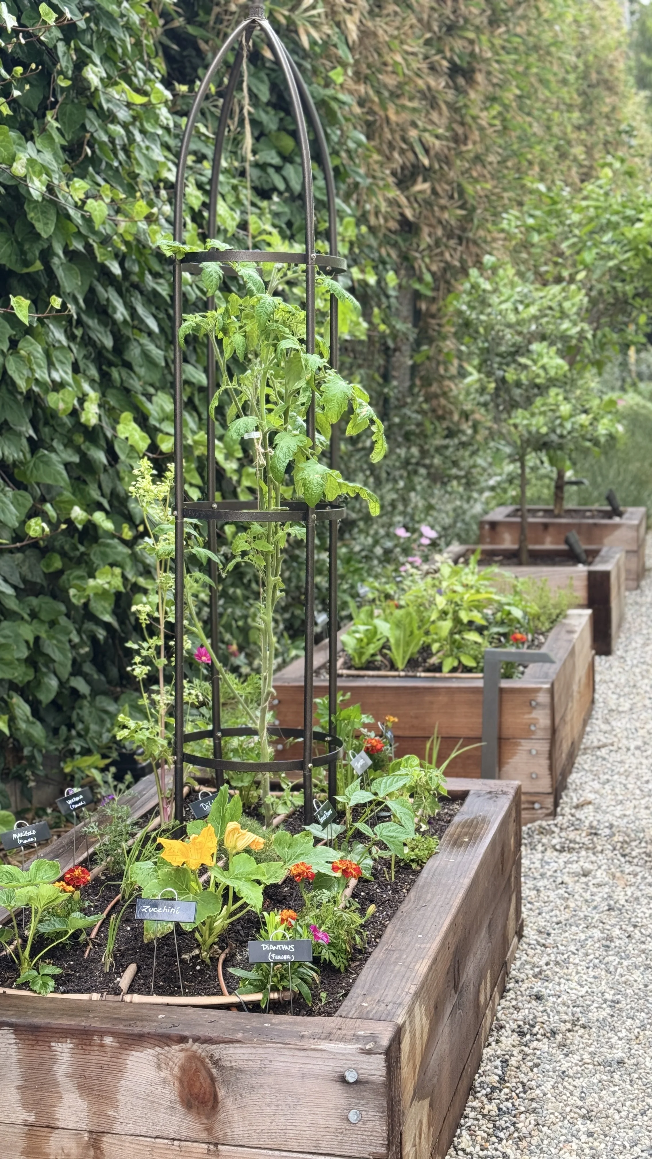 vegetable garden bed with zucchini and tomato growing on trellis