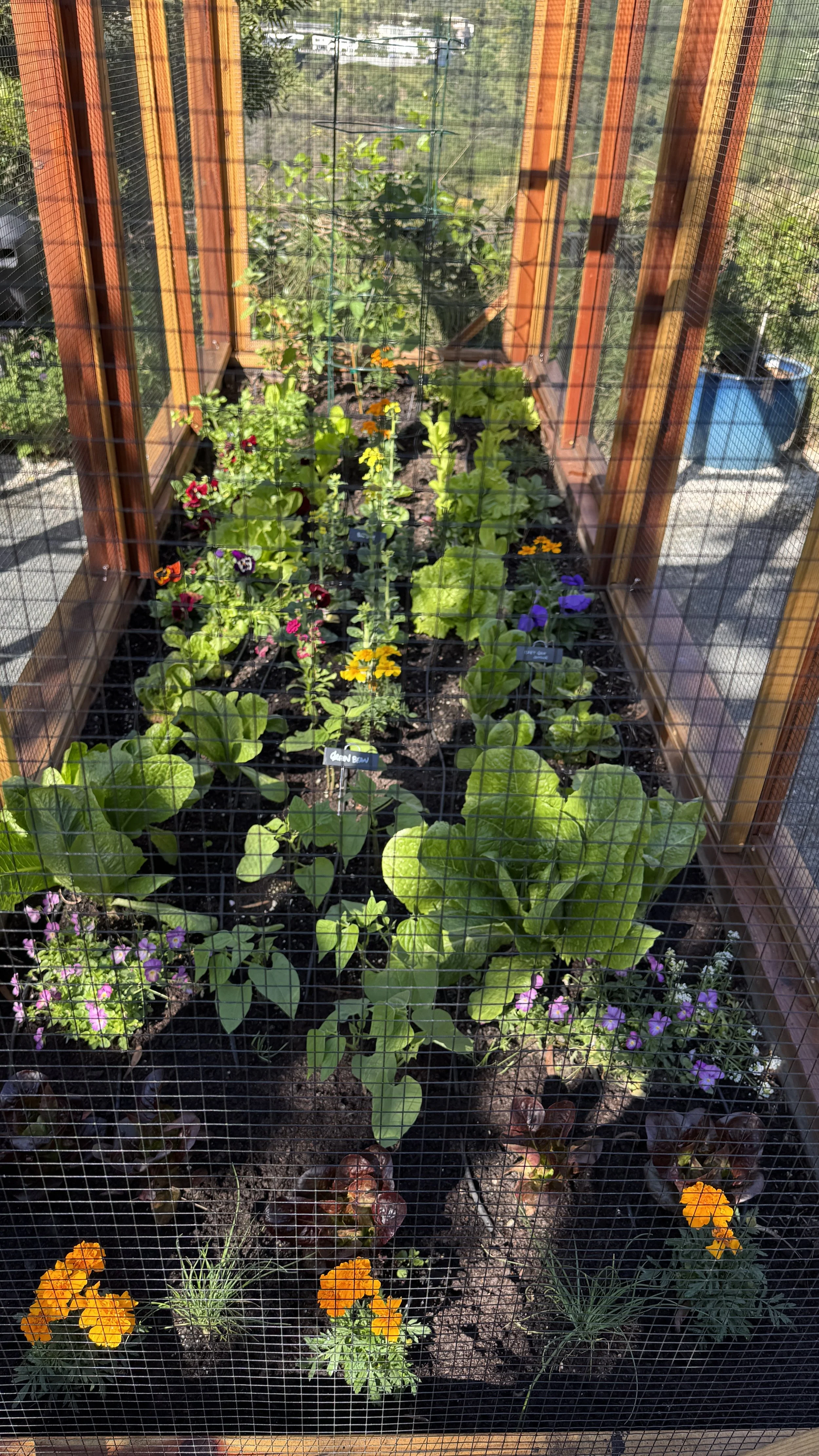 organic kitchen garden spring layout with lettuce and edible flowers