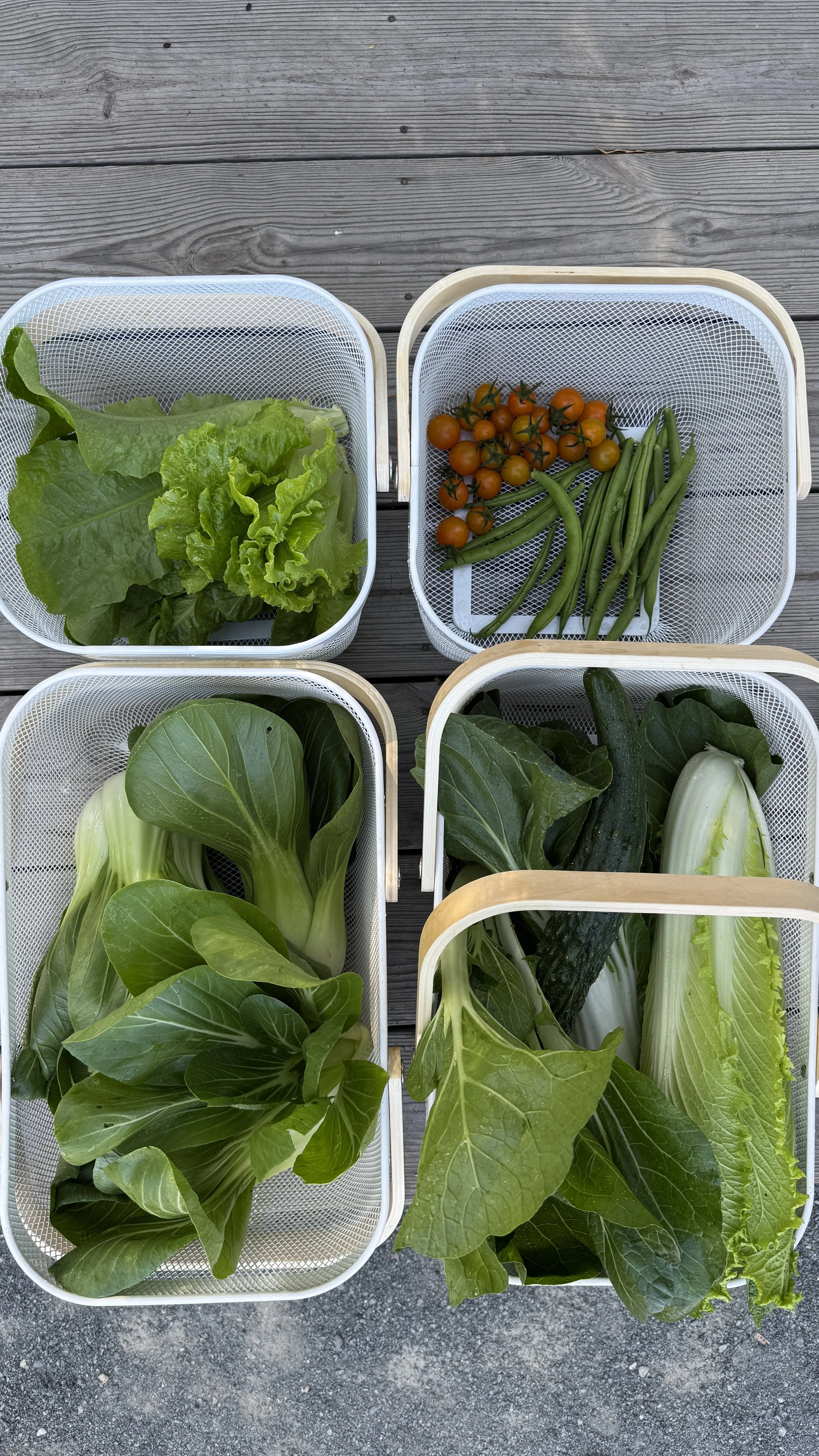 kitchen garden harvest of napa cabbage, tomato, green beans, asian greens in white baskets