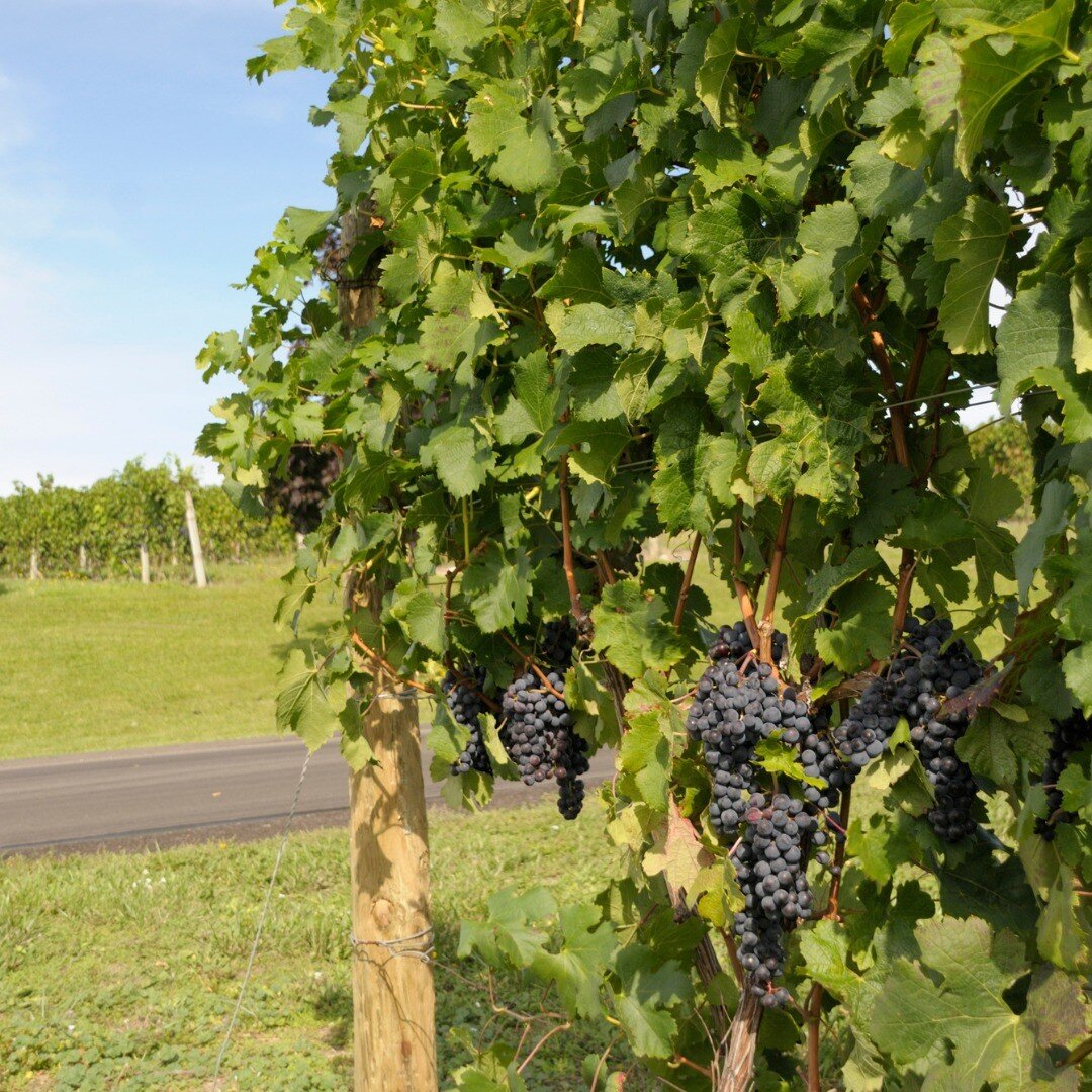 Summer at the vineyard 🍇 

As a Michigan-based company, we feel lucky every day to have beautiful vineyards like this throughout our state!

#michiganwine #michiganvineyard #michigan #vineyard #summertime #sunshine #vineyardviews #winetasting #wine 