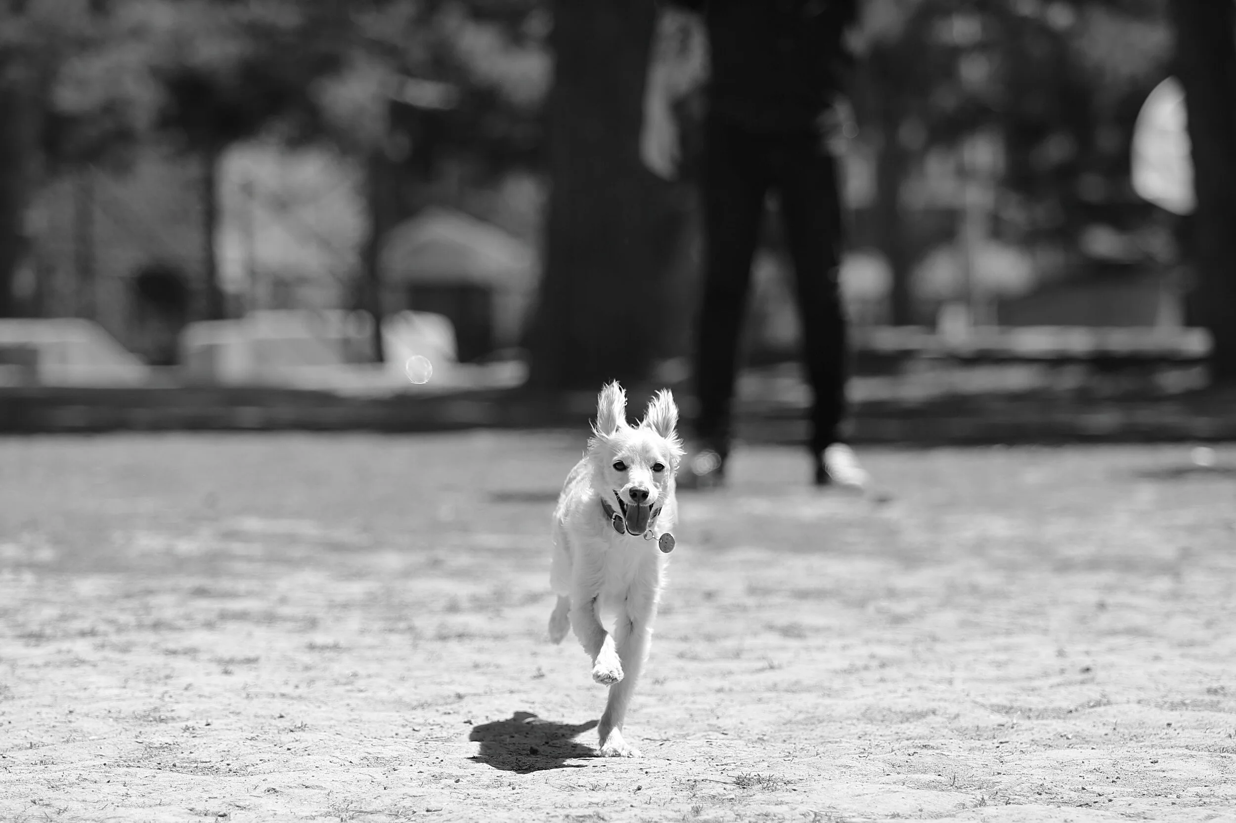 A dog running on a grassy field with its tongue out, and a person blurred in the background.
