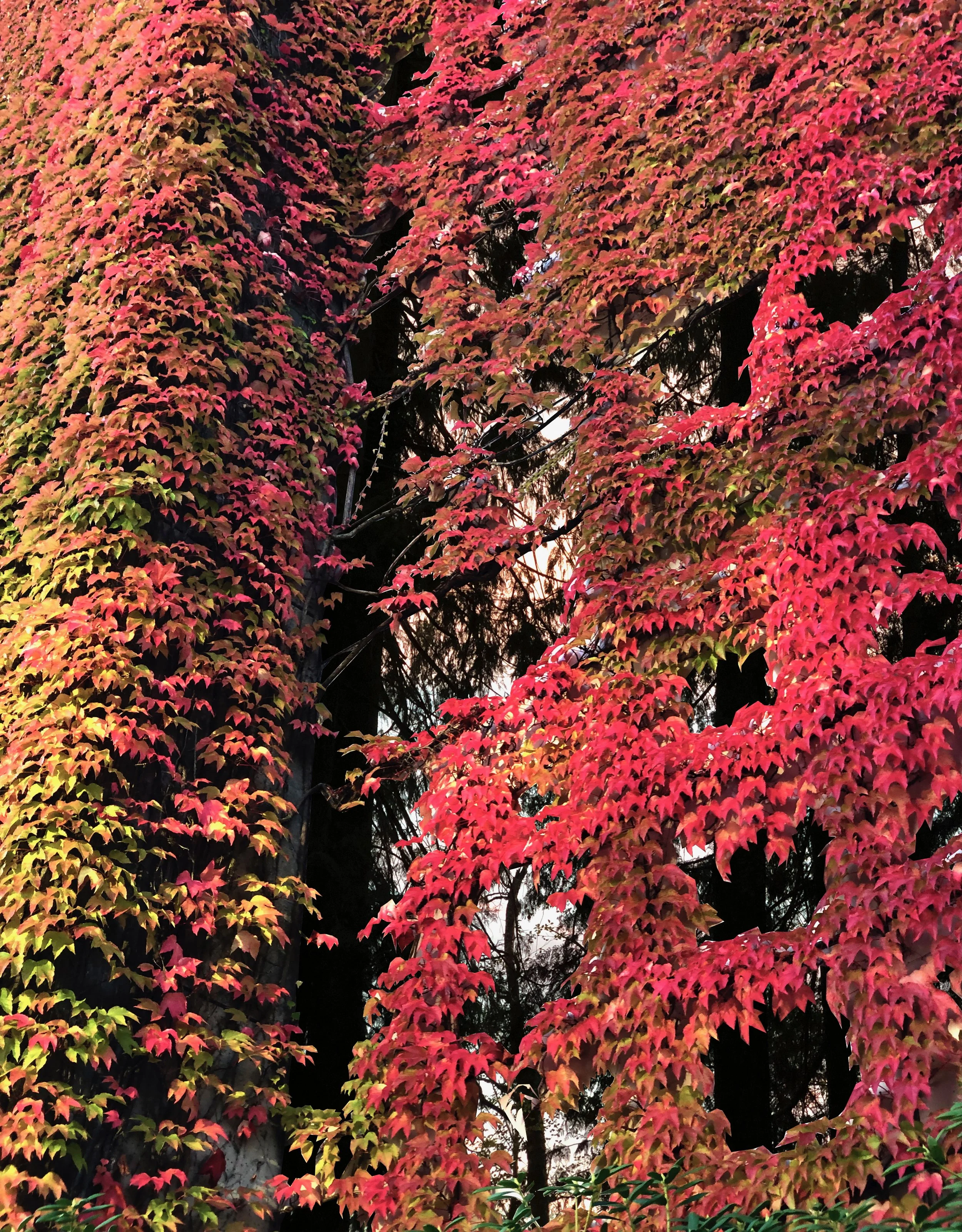 RECLAMATION 2 - OCTOBER 2019