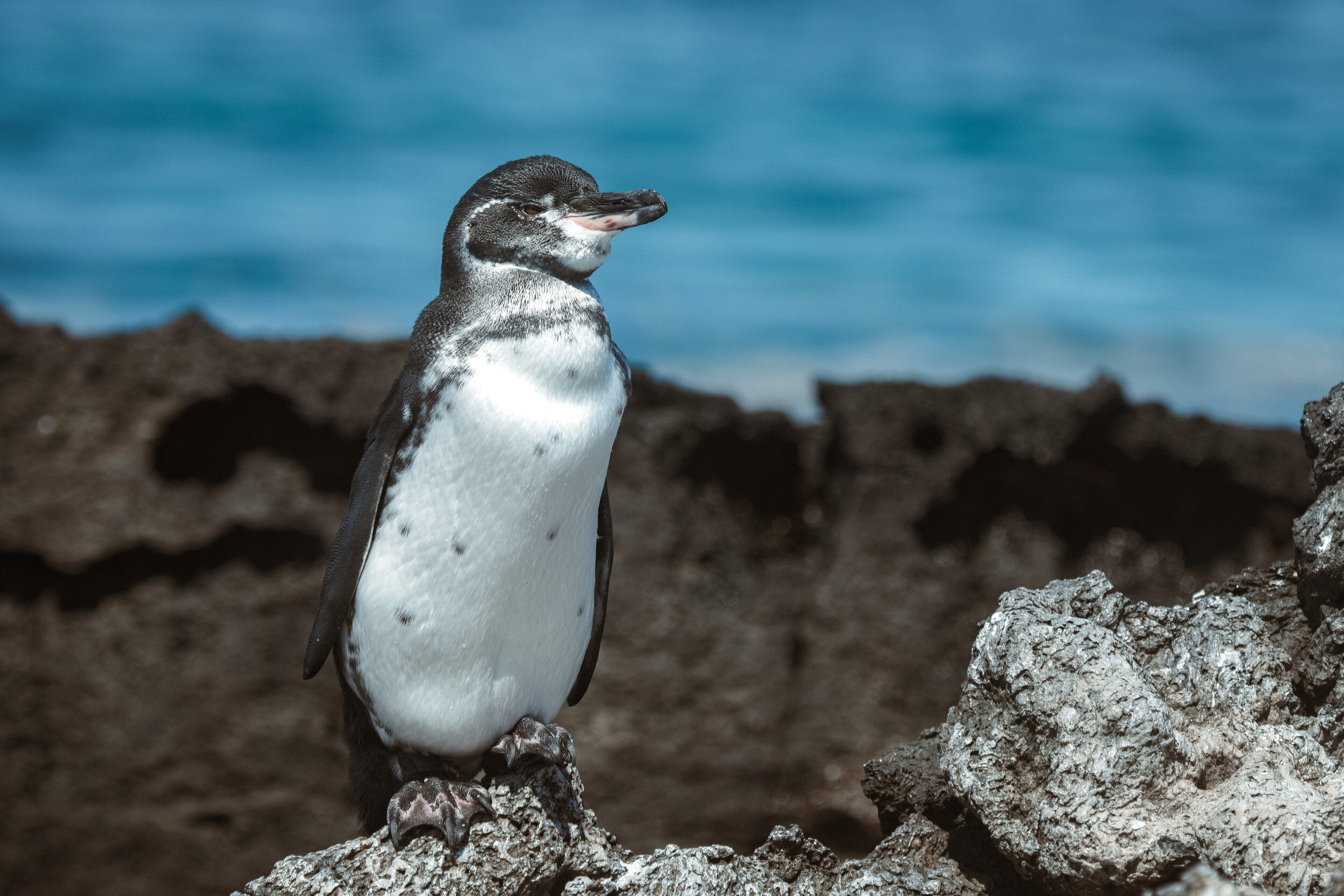 A Backpacker's guide to the Galapagos — Flossy's Wonderland