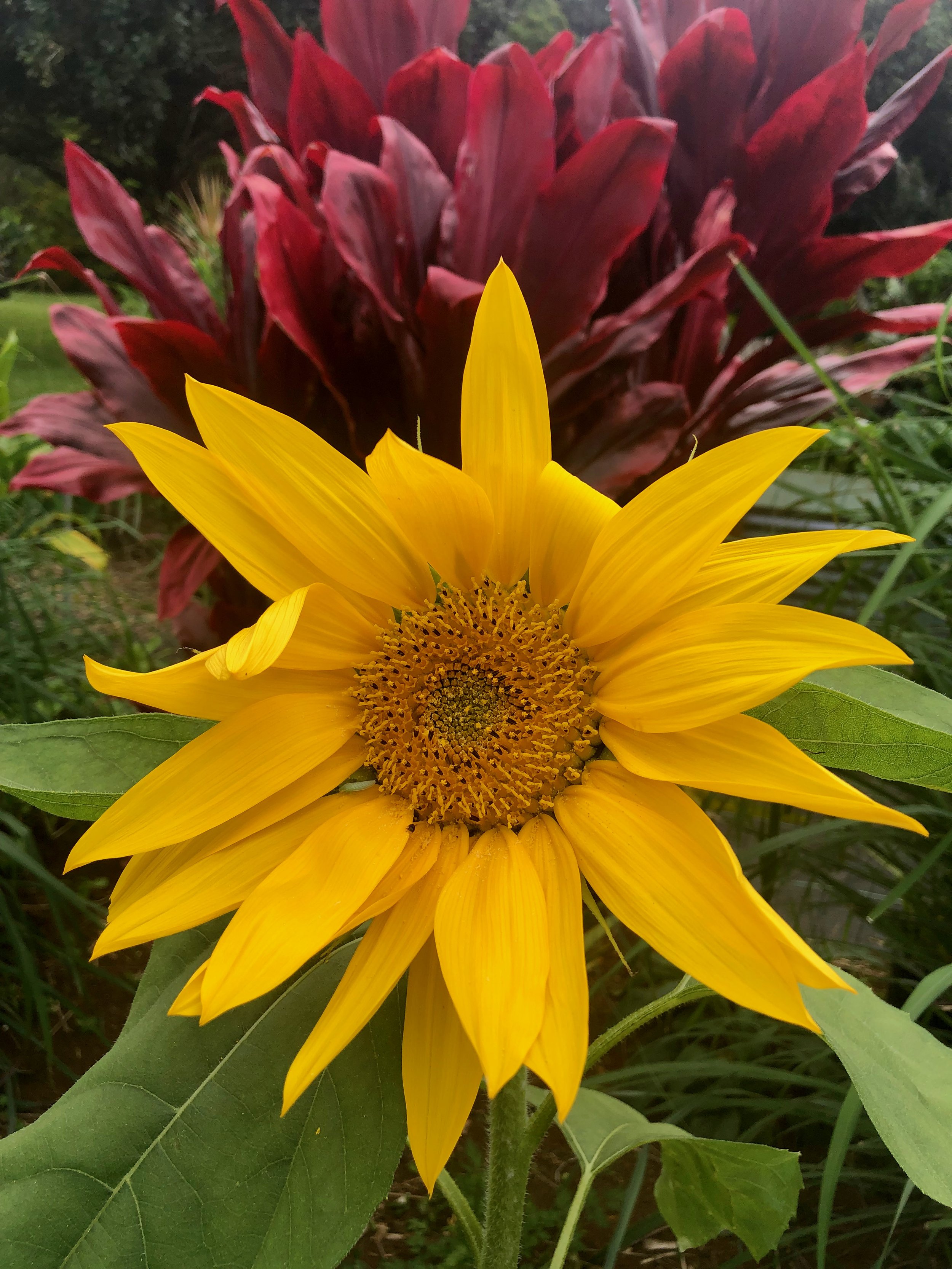 IMG_Sunflower_Ti.jpeg