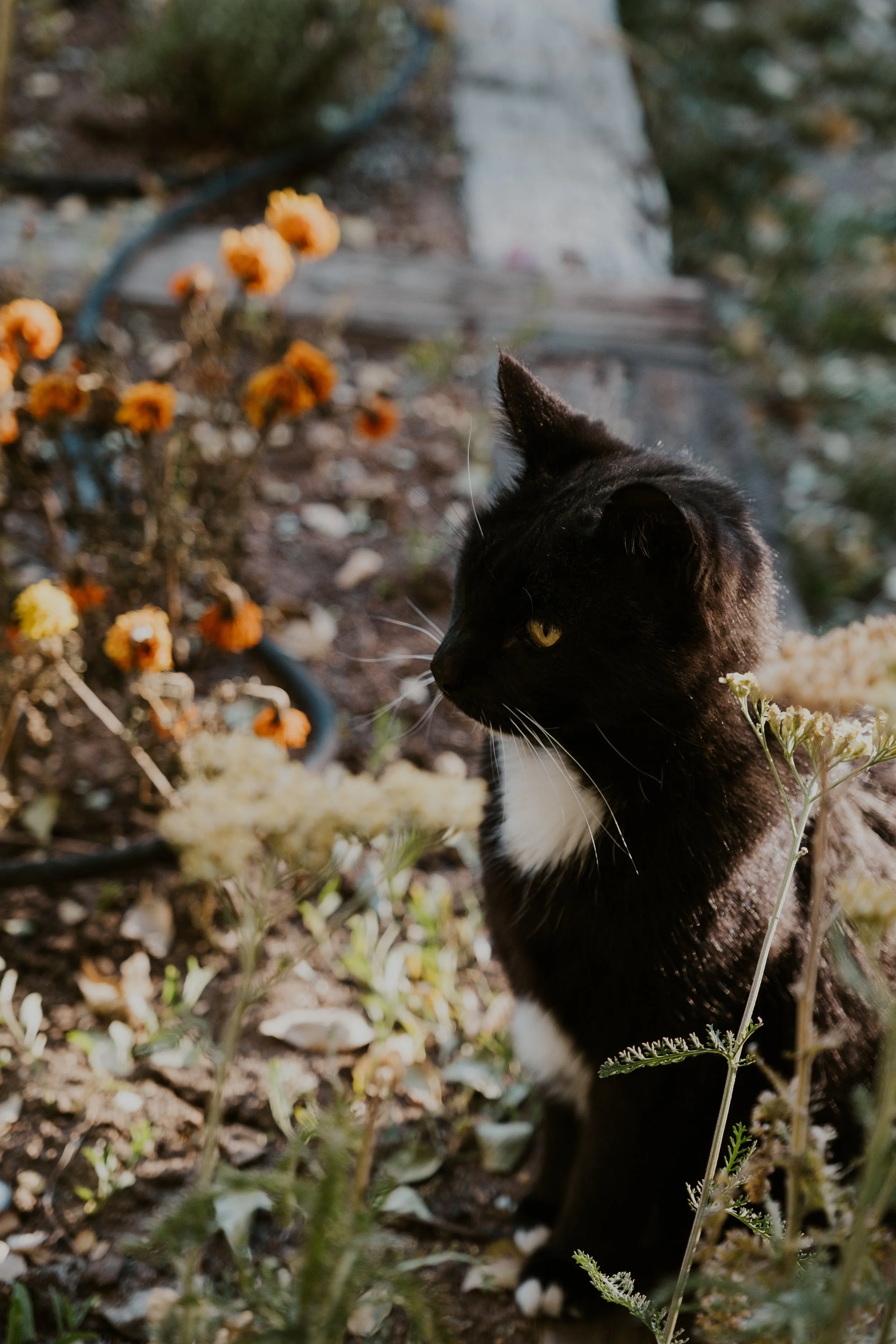 A black tuxedo cat stands in the wildflowers looking left.
