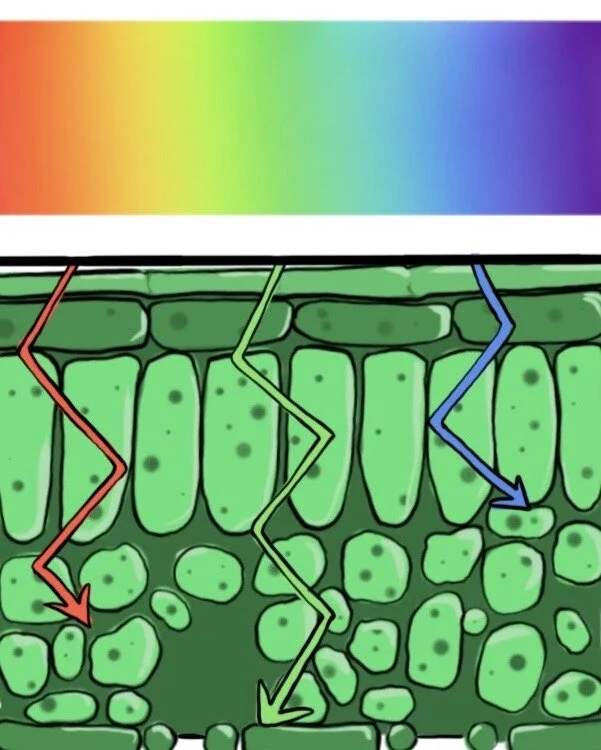 Wavelength dependent depth of light