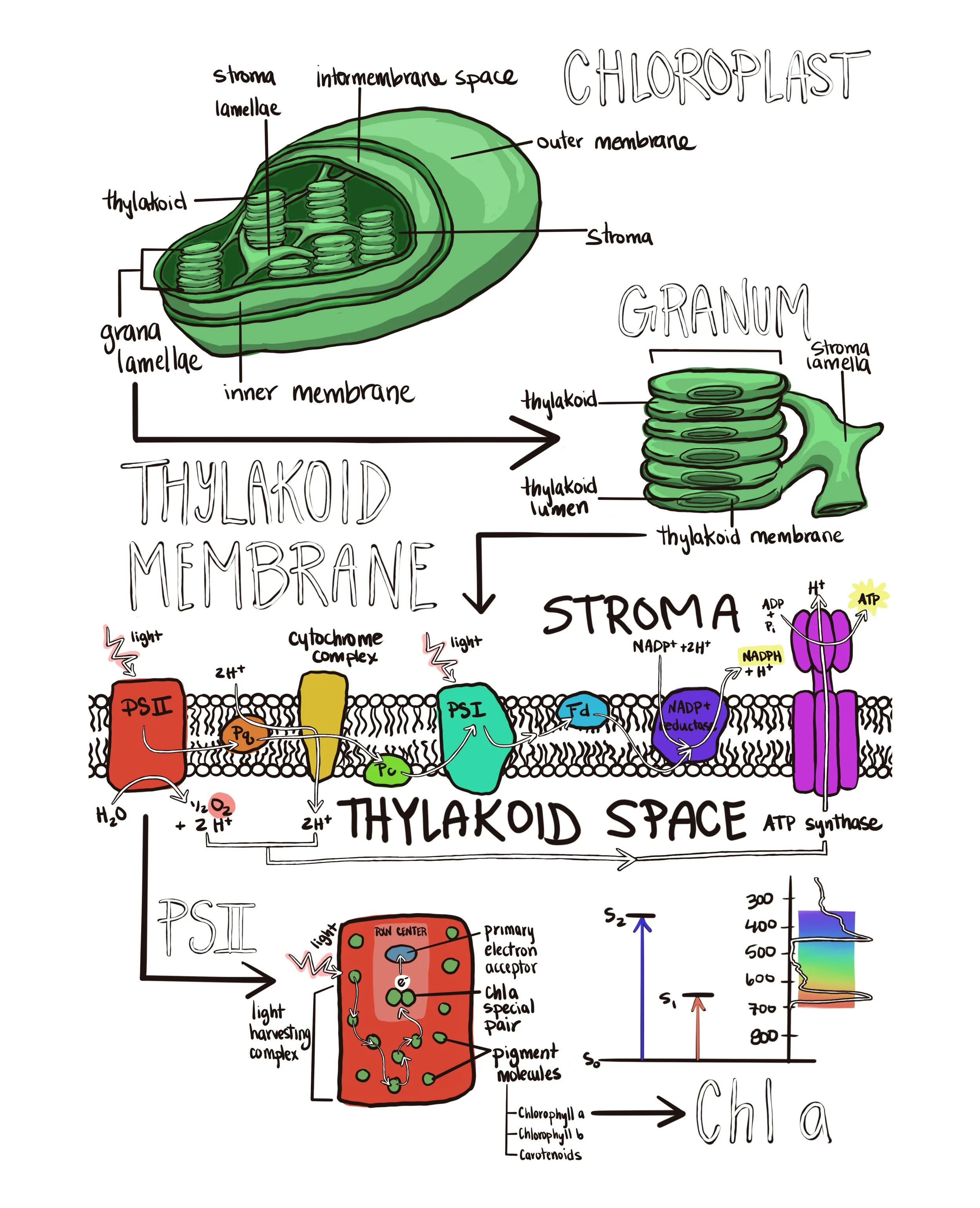 Photosynthesis infographic