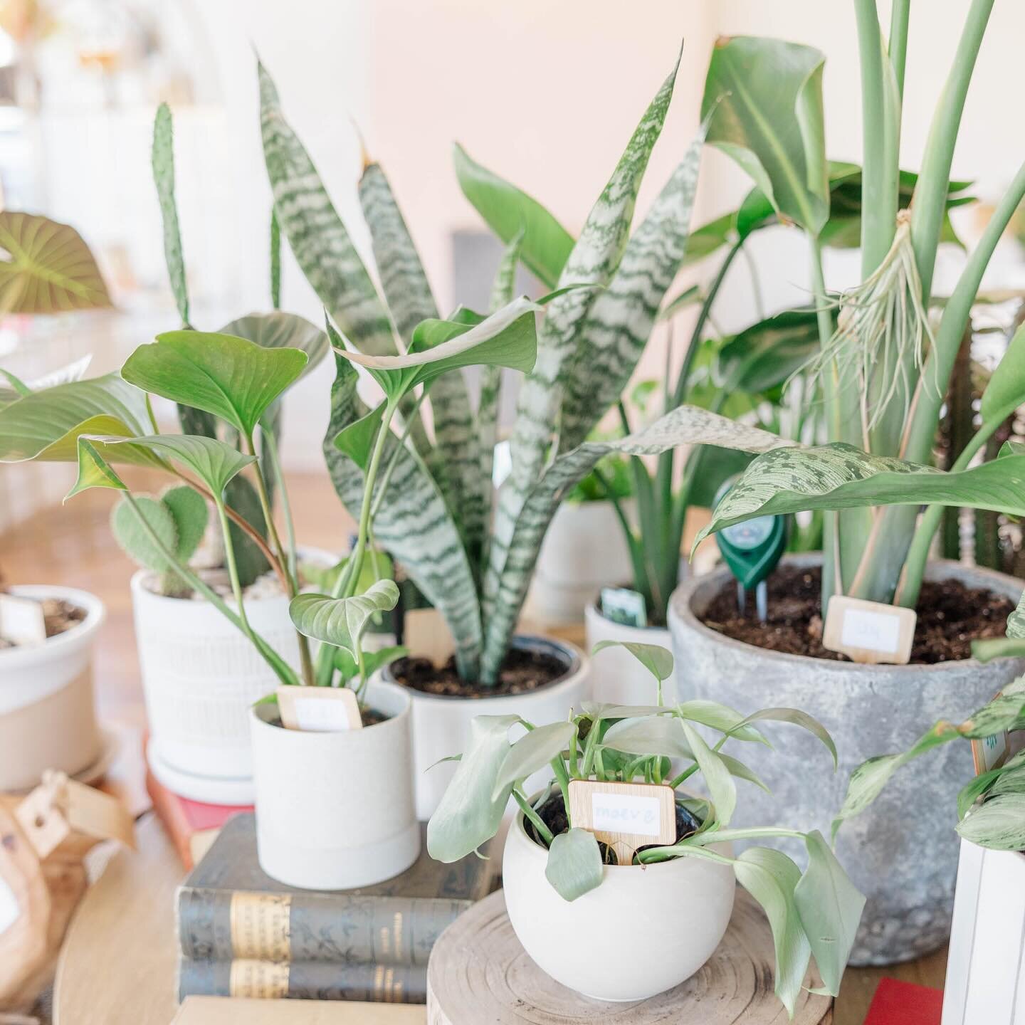 Did you know we name our plants? Some have a connection to the scientific name, some are famous people or family and friends, and some are just the first name that pops into our hearts 🌱🪴 it&rsquo;s become an iconic part of our retail experience an