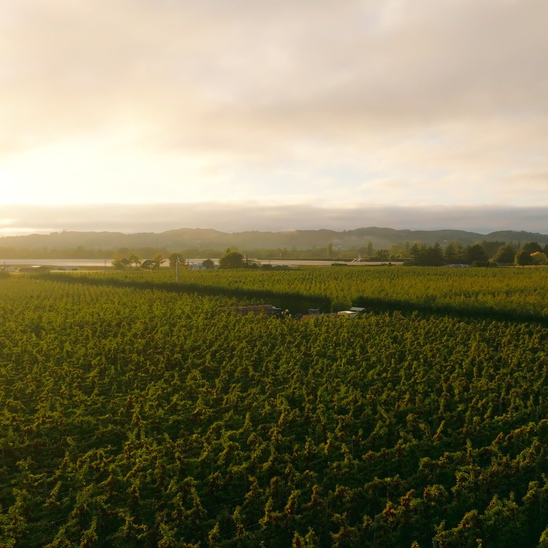 Golden light and crisp air... It's safe to say this season looked as good as it tasted!!!
☀🍎🍎☀
Some frames from a recent shoot with @tg.4891 showing off the beautiful ENVY.
🎥 @pepedehoyos  @milnzino