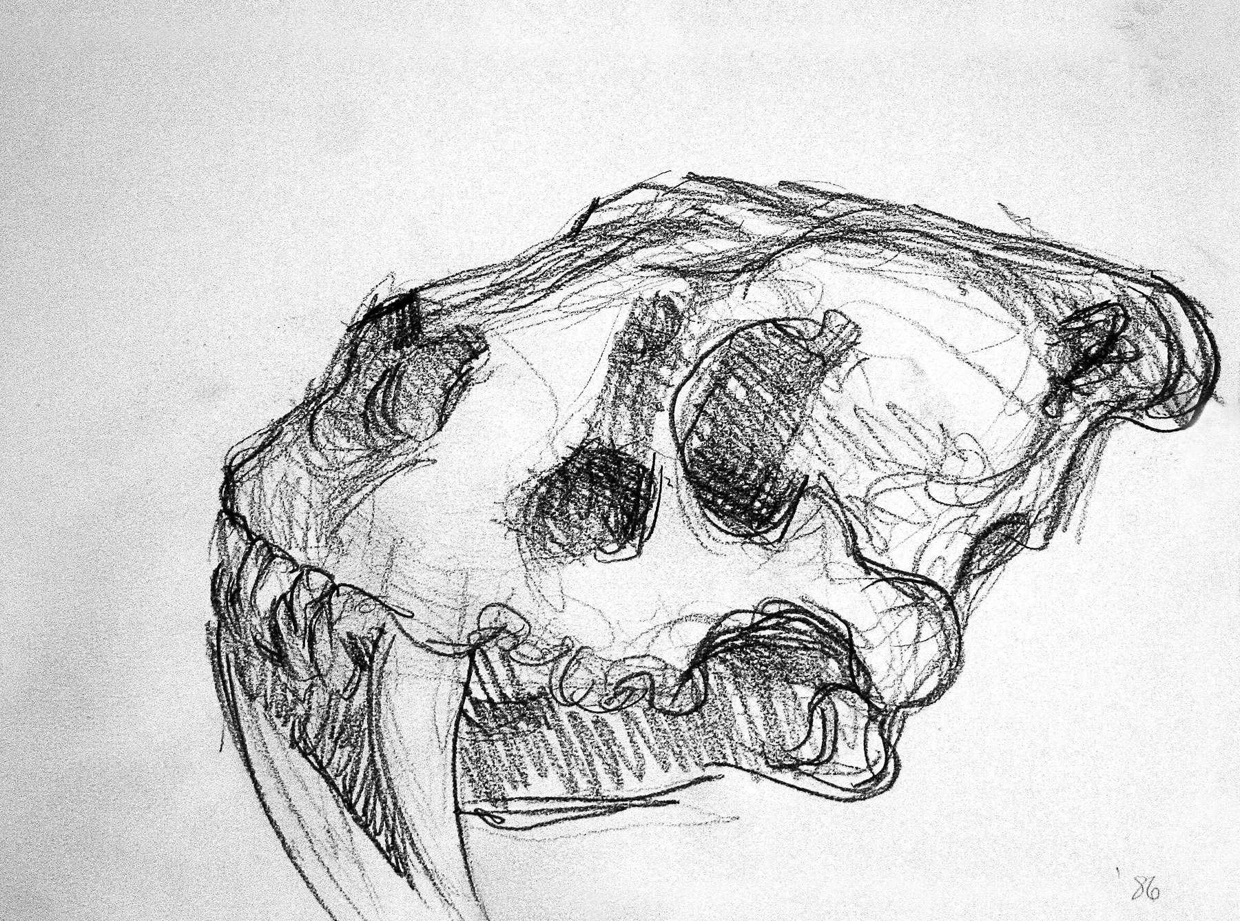 Mammal Skull