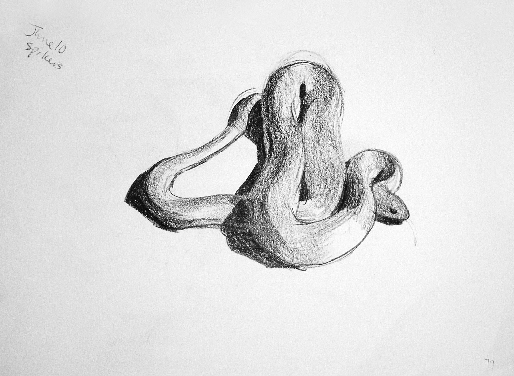 Snakes 8