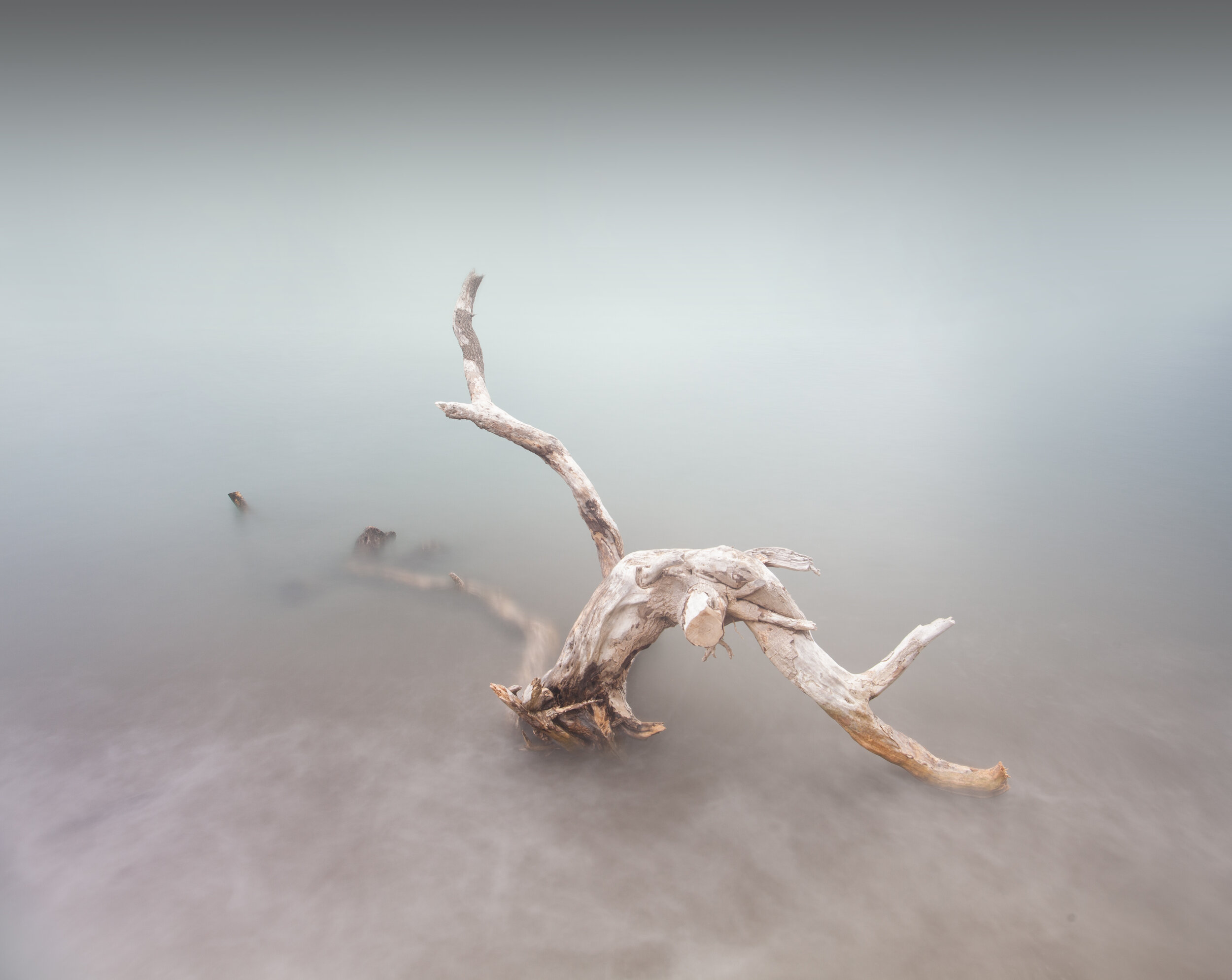 Driftwood.jpg
