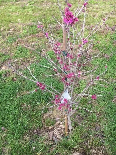 Cherry.jpg
