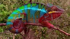 chameleon.jpeg