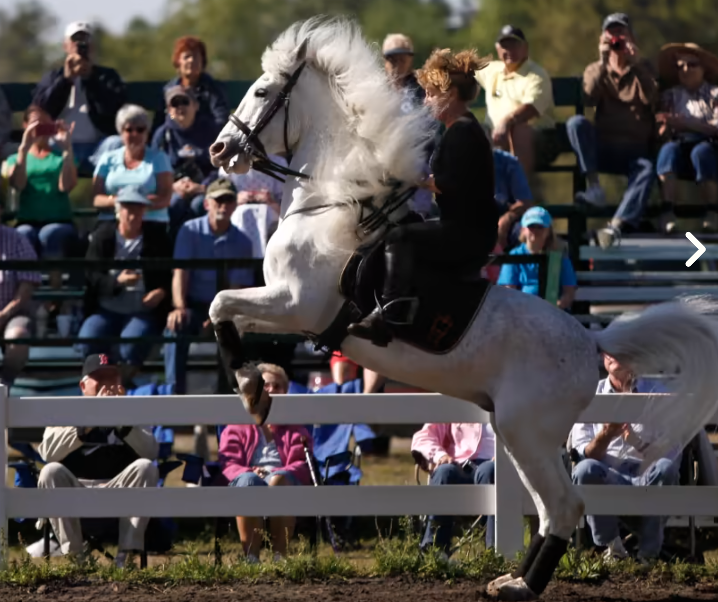 Herrmanns Royal Lipizzan Stallions