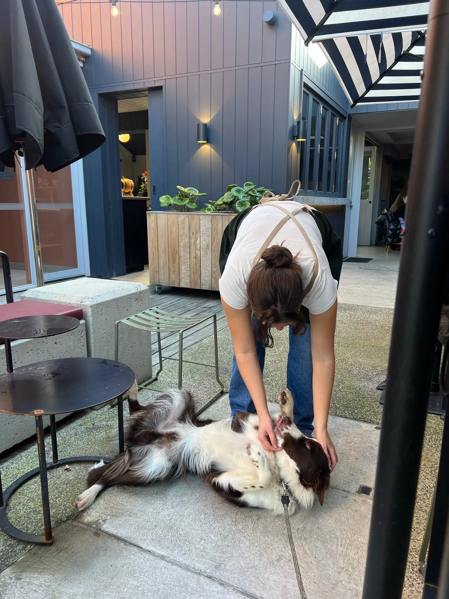A woman in a white shirt and blue jeans is bending over a large, brown and white dog lying on its back on a patio. The woman is playing with the dog, who appears to be happy and relaxed. There are outdoor furniture and a building with blue walls and 