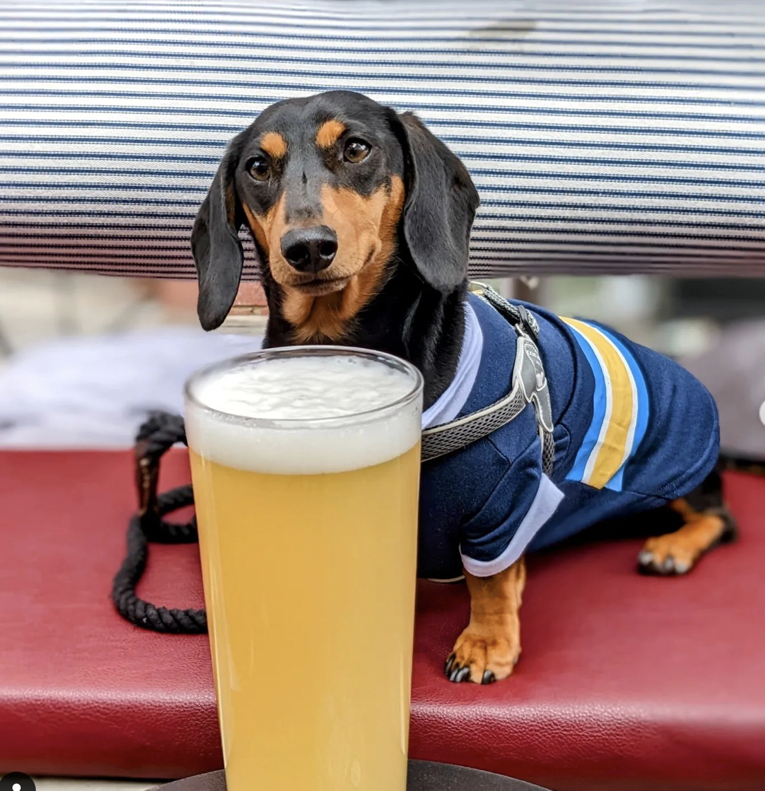 A dachshund wearing a blue jersey sitting next to a glass of beer.