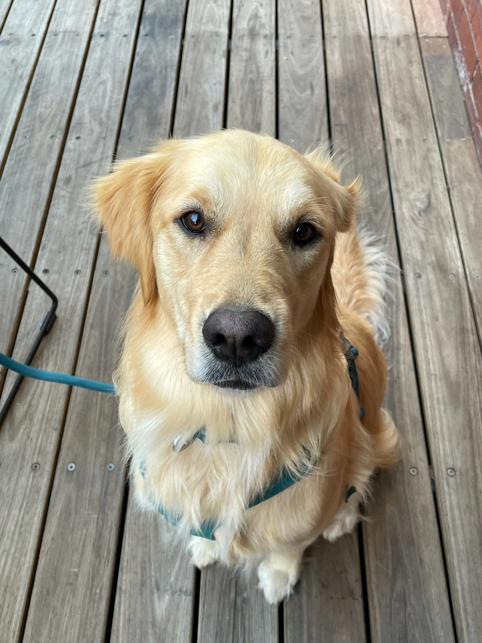 Golden retriever dog looking up on wooden deck.