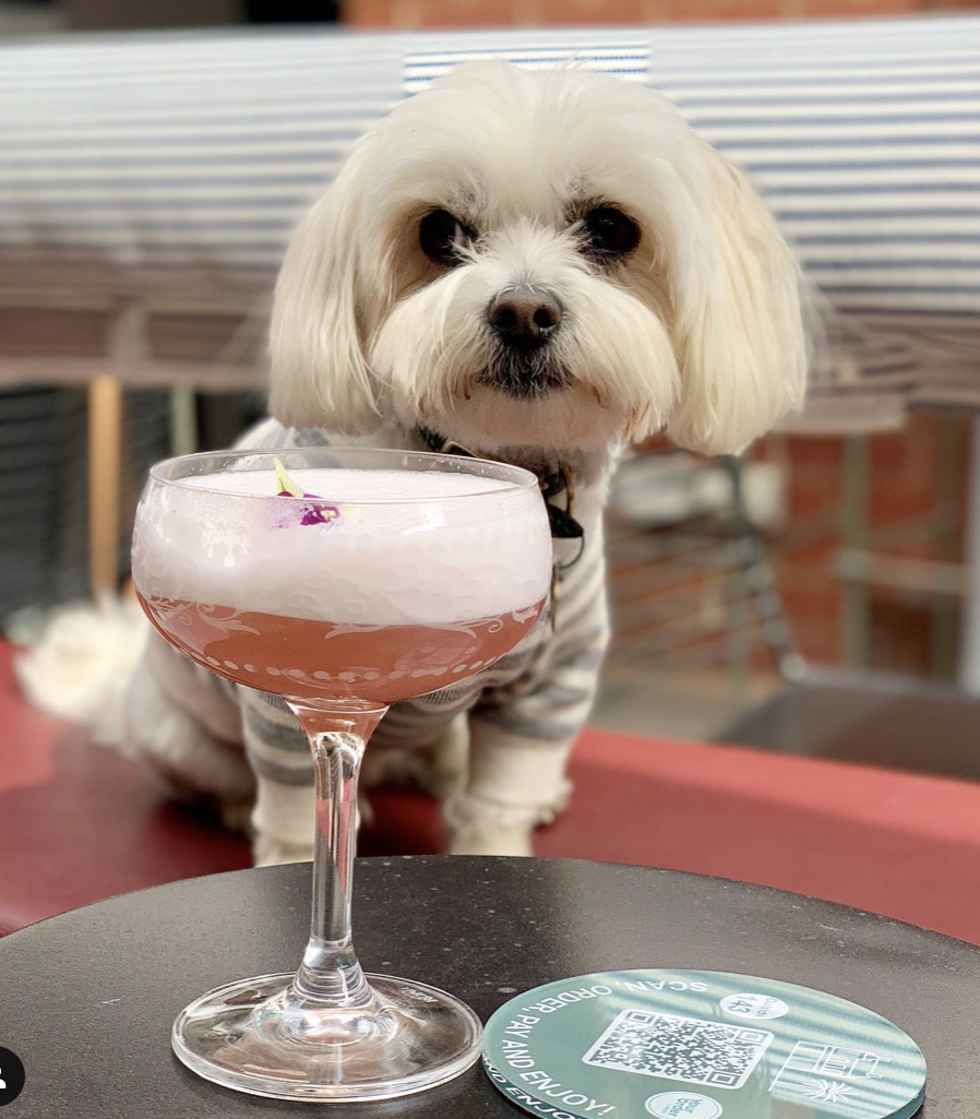 A small dog with long ears and white fur sits behind a pink cocktail on a table outdoors. The dog is wearing a striped sweater and looking directly at the camera.